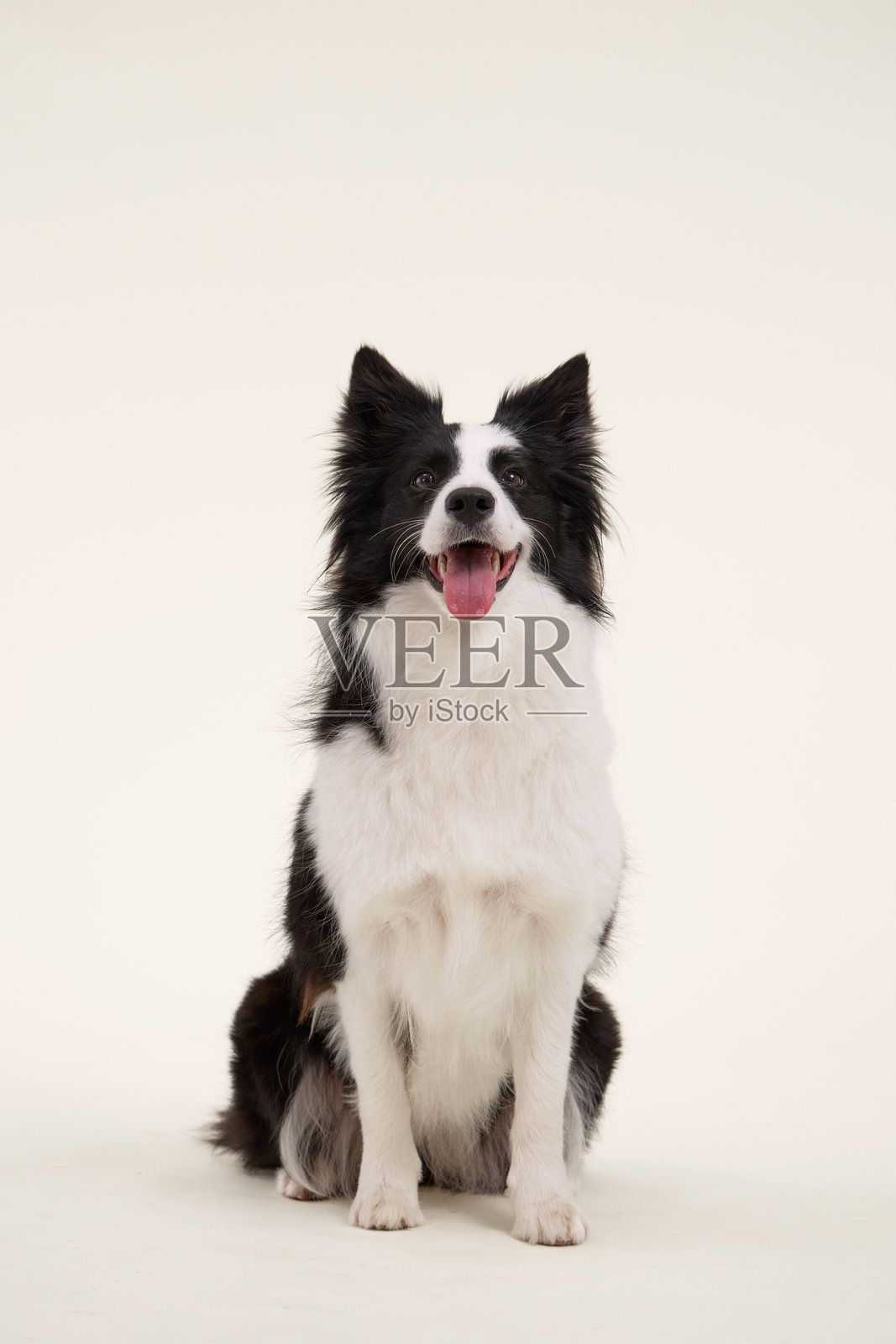 边牧犬正面居中坐着照片摄影图片