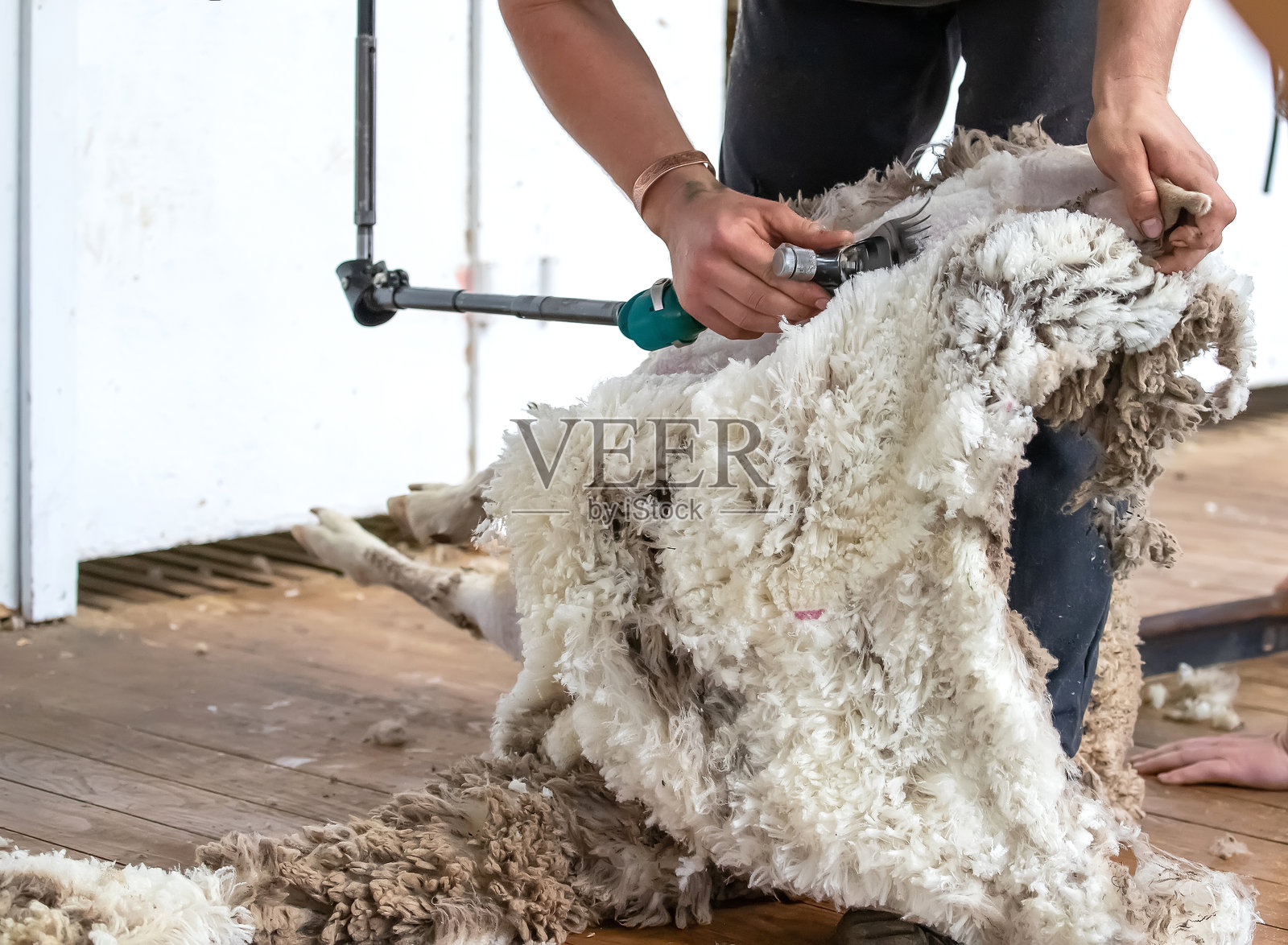澳大利亚剪羊毛,展示了羊毛产业作为农村农业的重要组成部分照片摄影图片