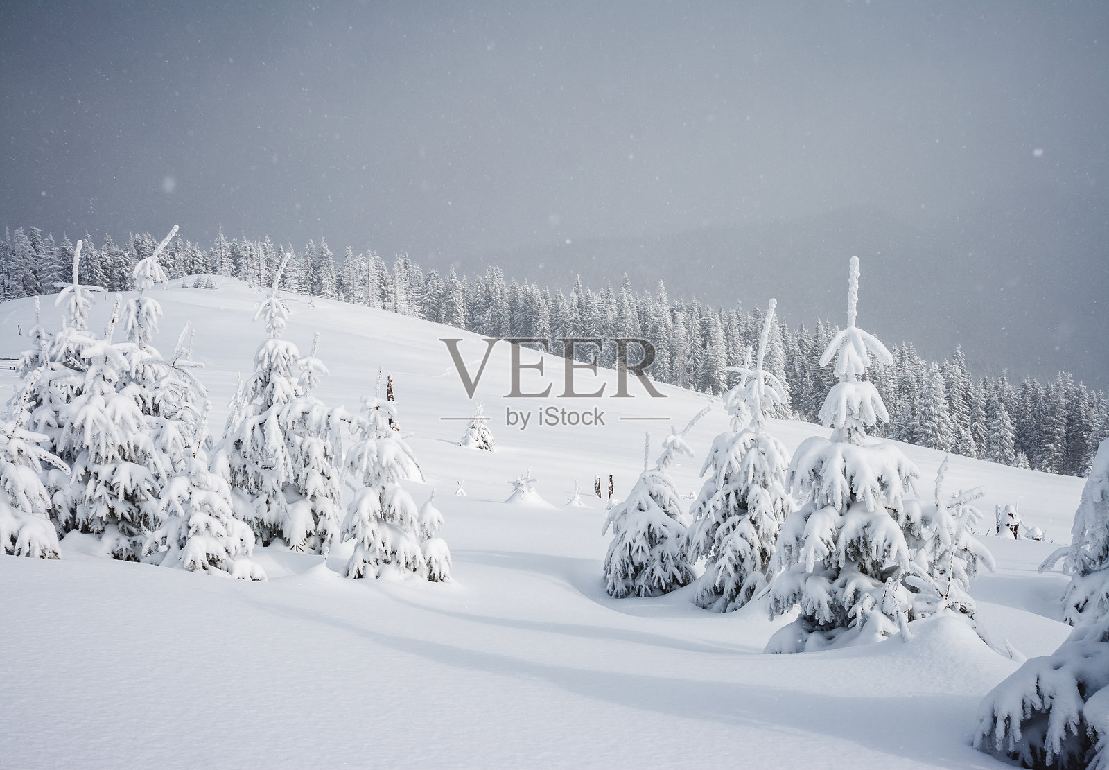 童话般的林地的梦幻景象。地点:喀尔巴阡山,乌克兰,欧洲。照片摄影图片