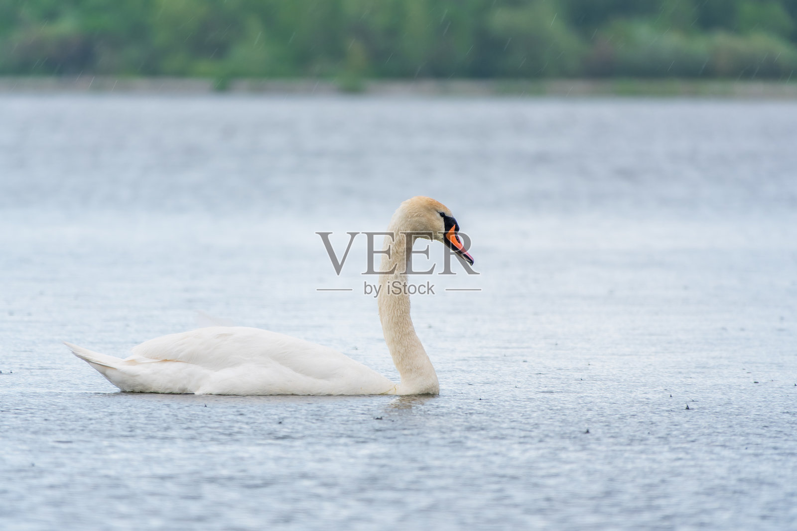 优雅的白天鹅在湖中游泳,野外的天鹅。一只白天鹅在湖中游泳的肖像。照片摄影图片