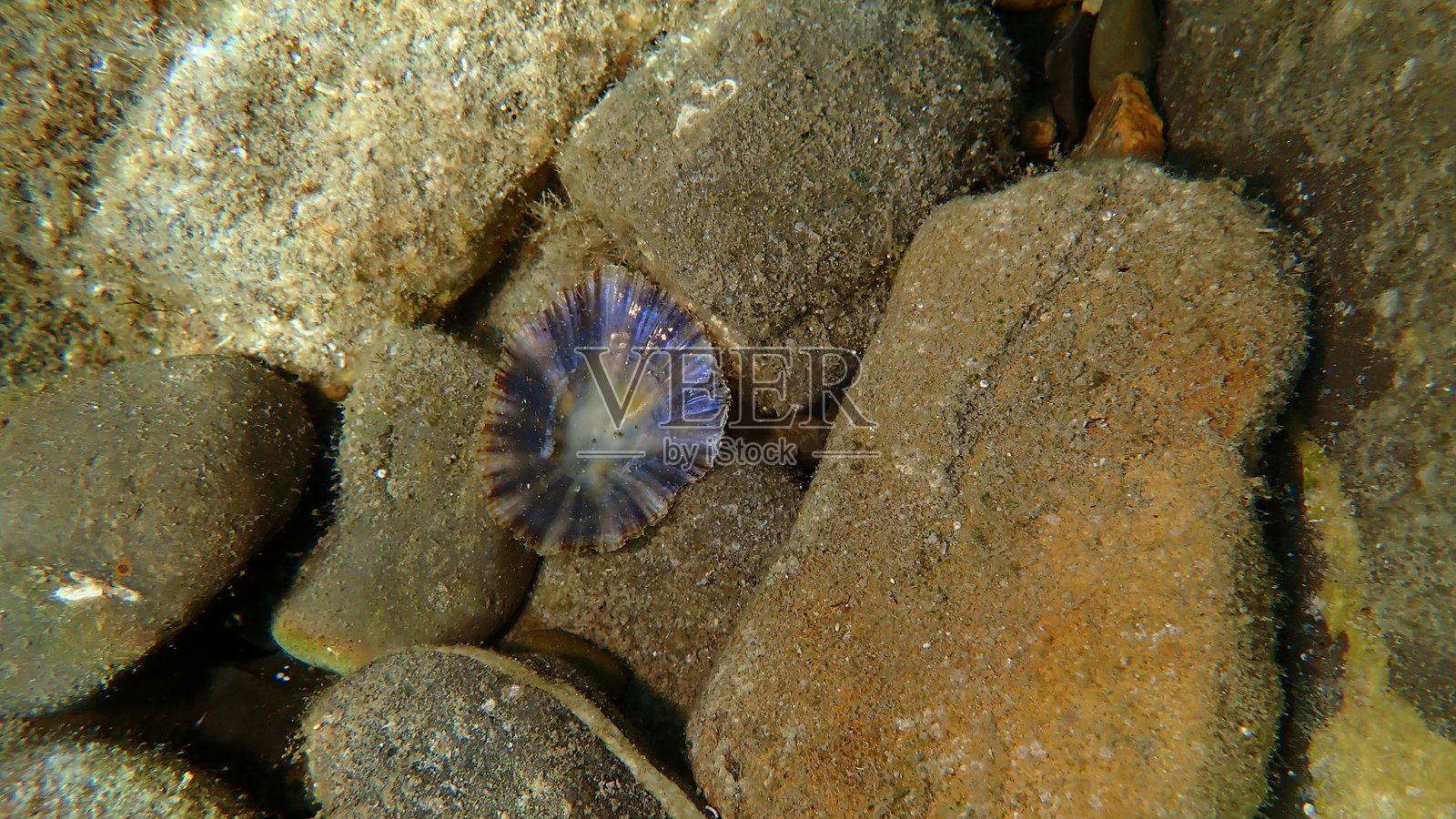 地中海帽贝(Patella caerulea)在利古里亚海的海底下的贝壳照片摄影图片