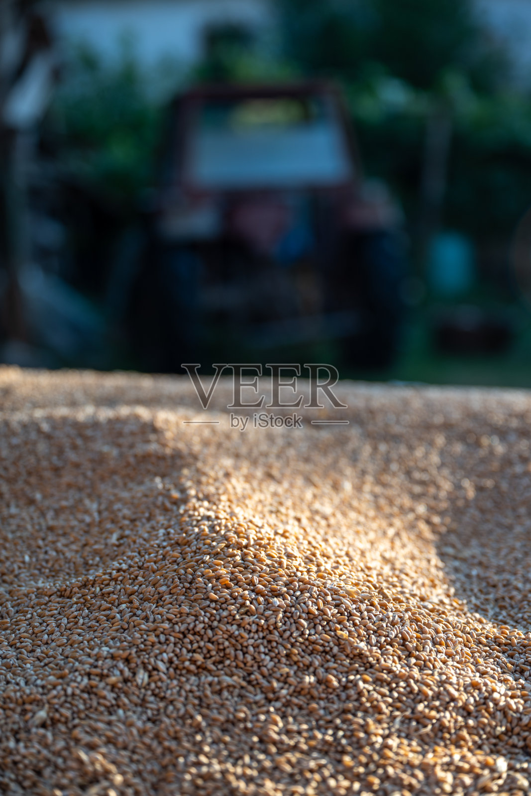 一堆小麦粒放在乡村院子里,背景是模糊的拖拉机。概念是传统农业、有机耕作和乡村生活中的收获季节。照片摄影图片