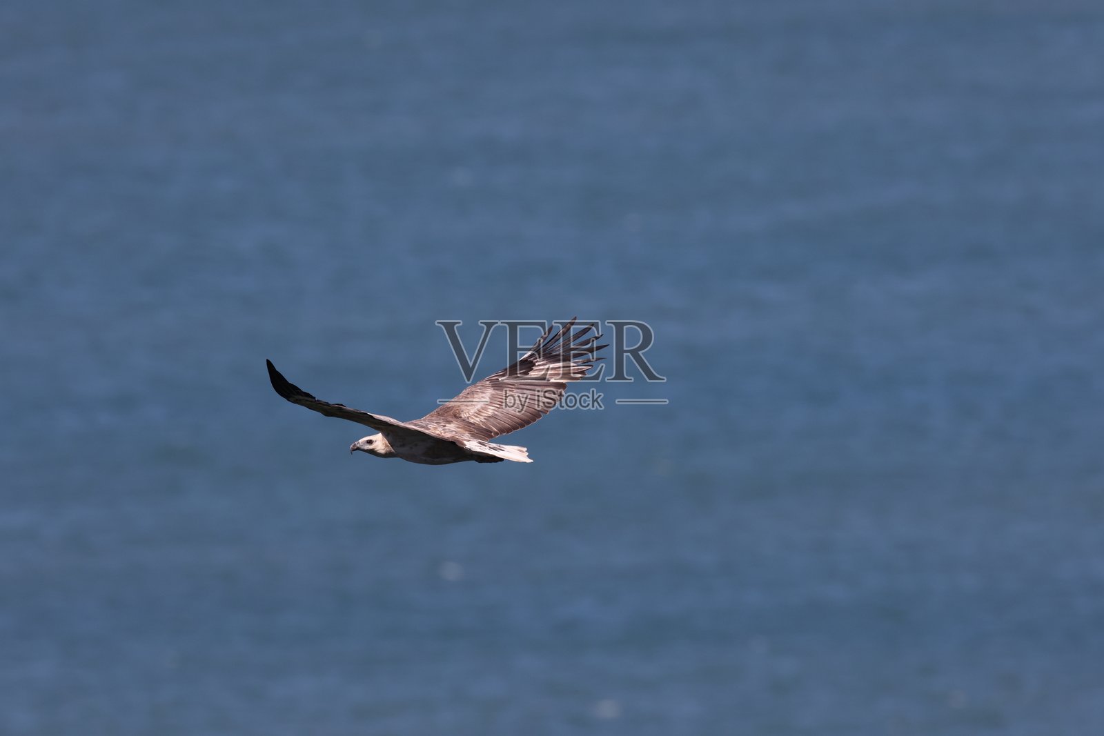 白腹海雕(Icthyophaga leucogaster) 澳大利亚昆士兰州照片摄影图片