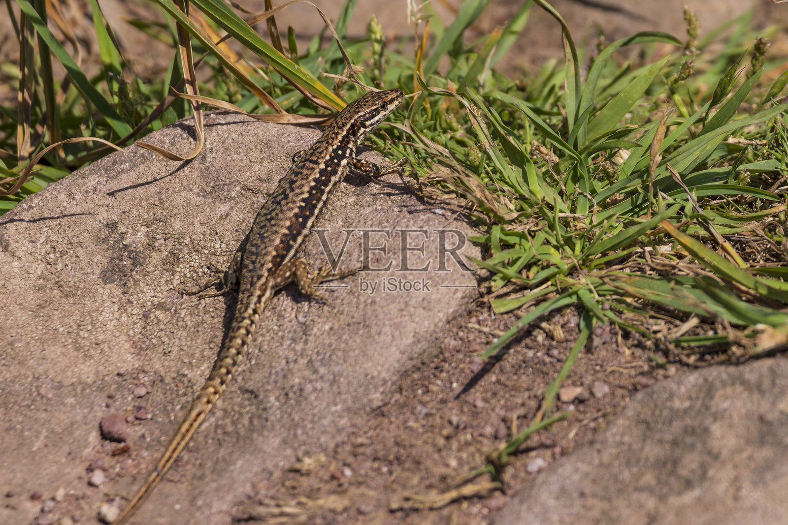 墙壁蜥蜴的肖像照片摄影图片