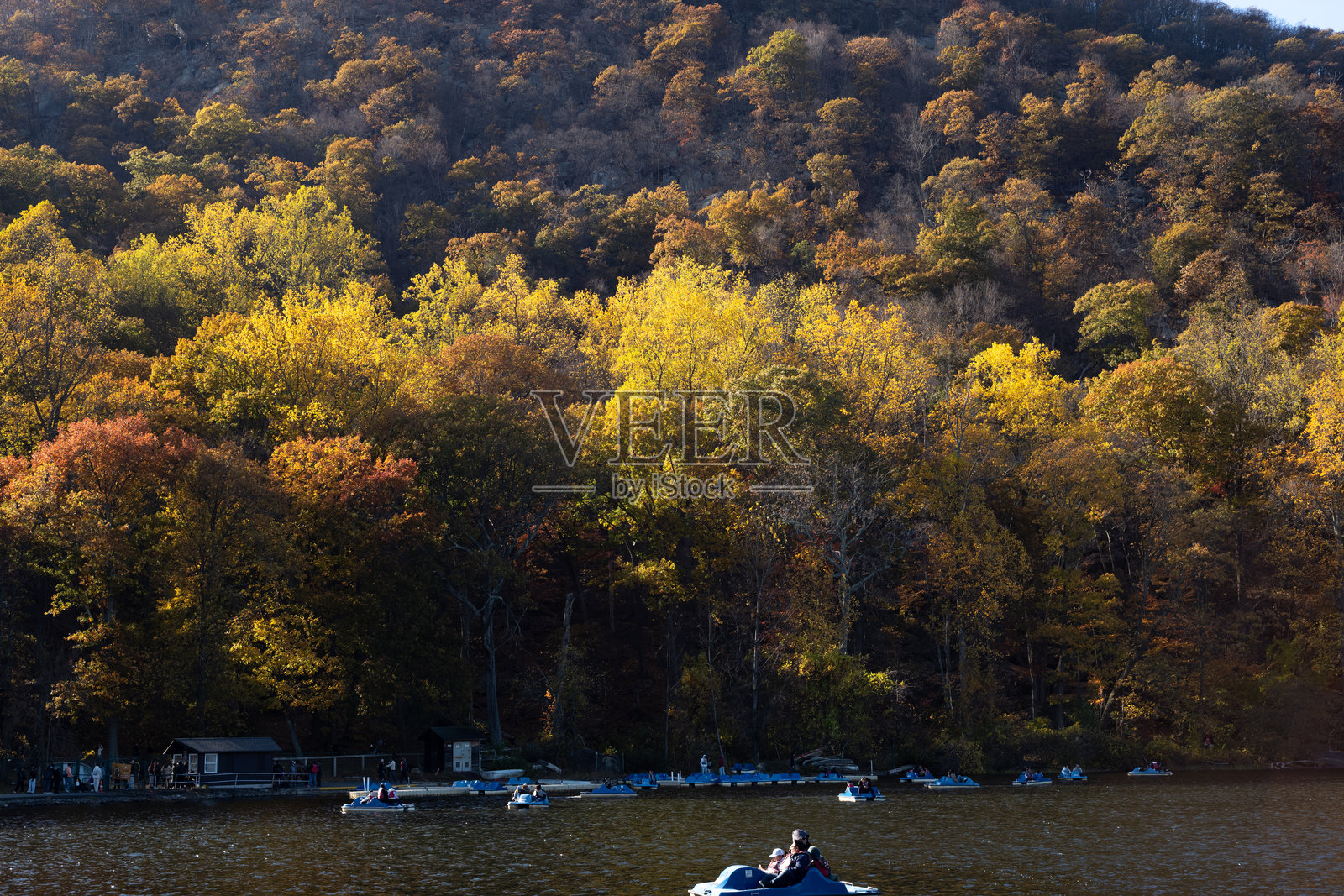 秋天的树叶照片摄影图片