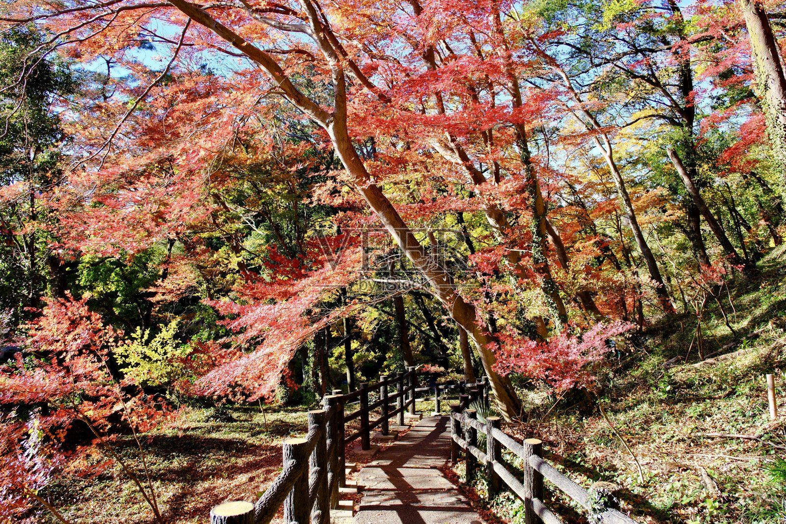 日本的秋季照片摄影图片