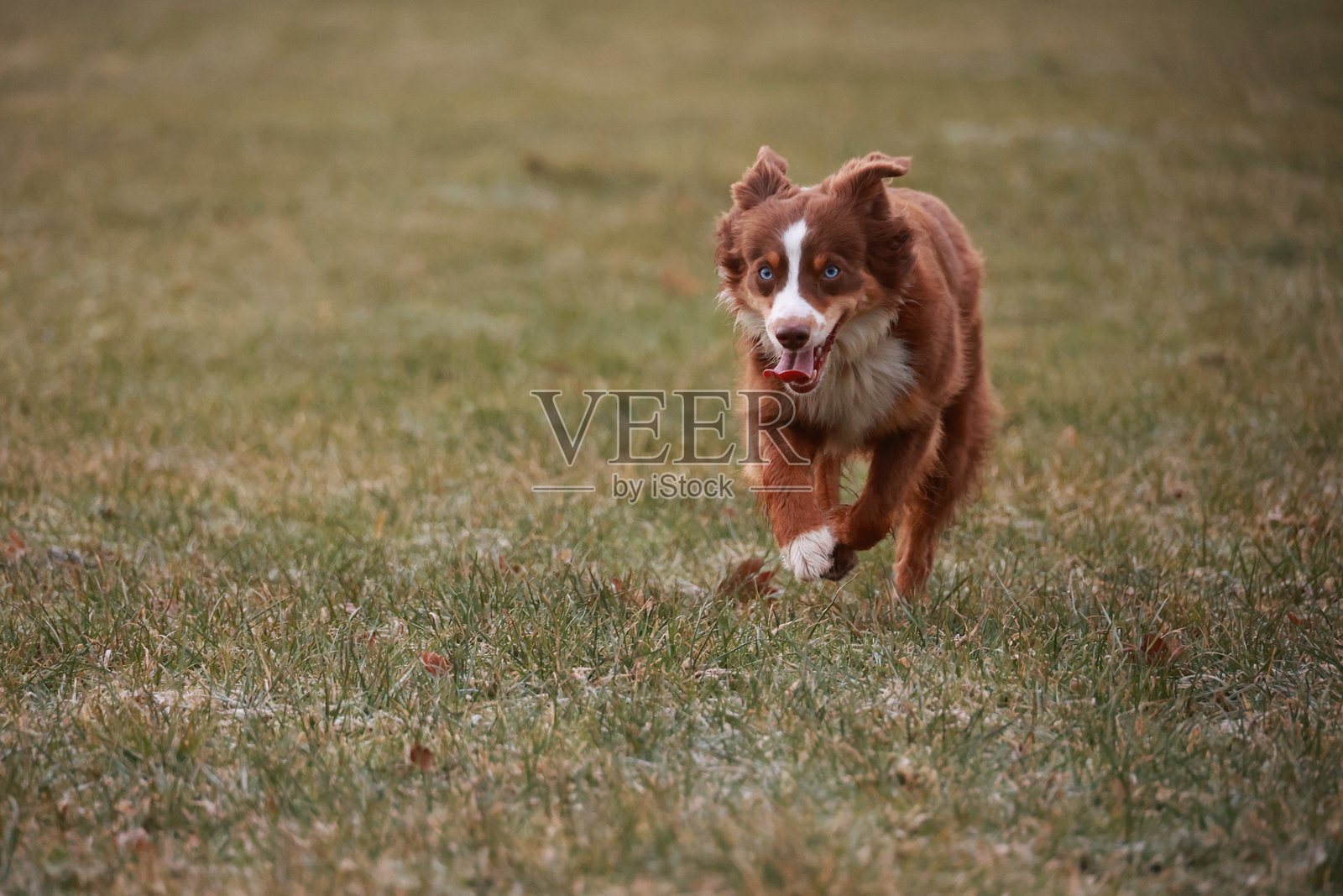 一只棕白相间的狗正在田野里奔跑照片摄影图片