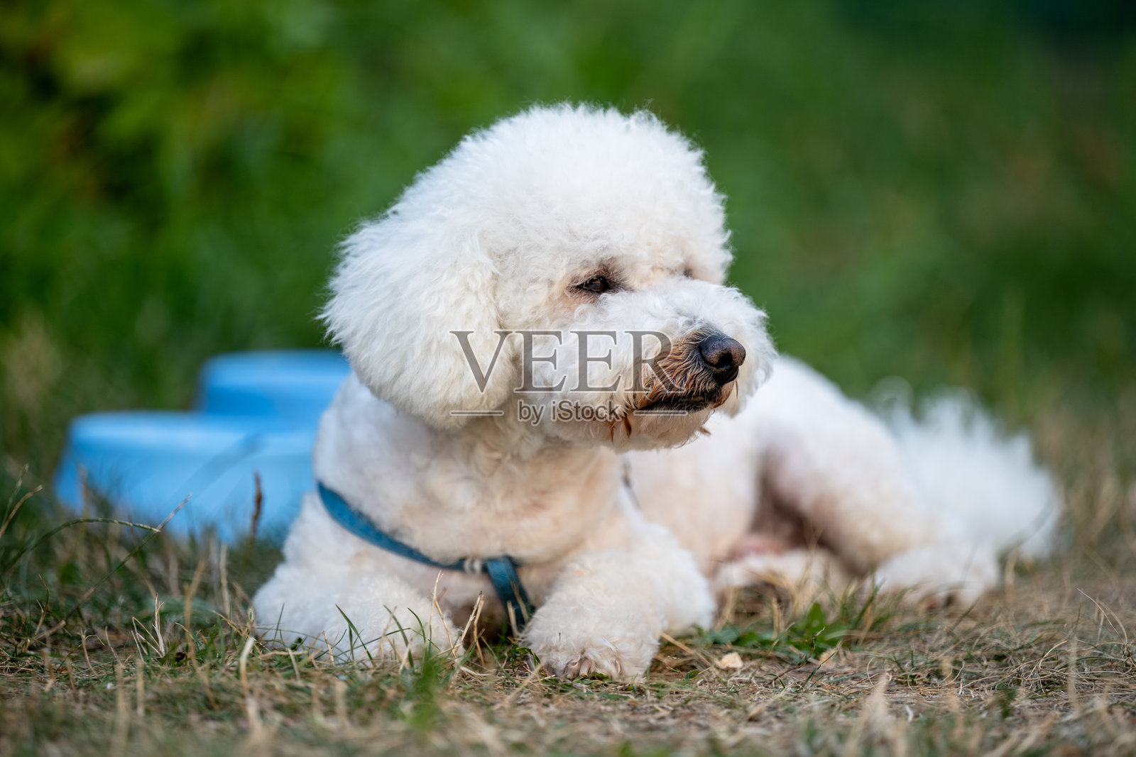 一只毛茸茸的白色卷毛狗“卷毛野牛”在阳光明媚的日子里,戴着蓝色牵引绳,趴在户外的草地上,旁边放着一个蓝色的水碗,正在放松休息。照片摄影图片