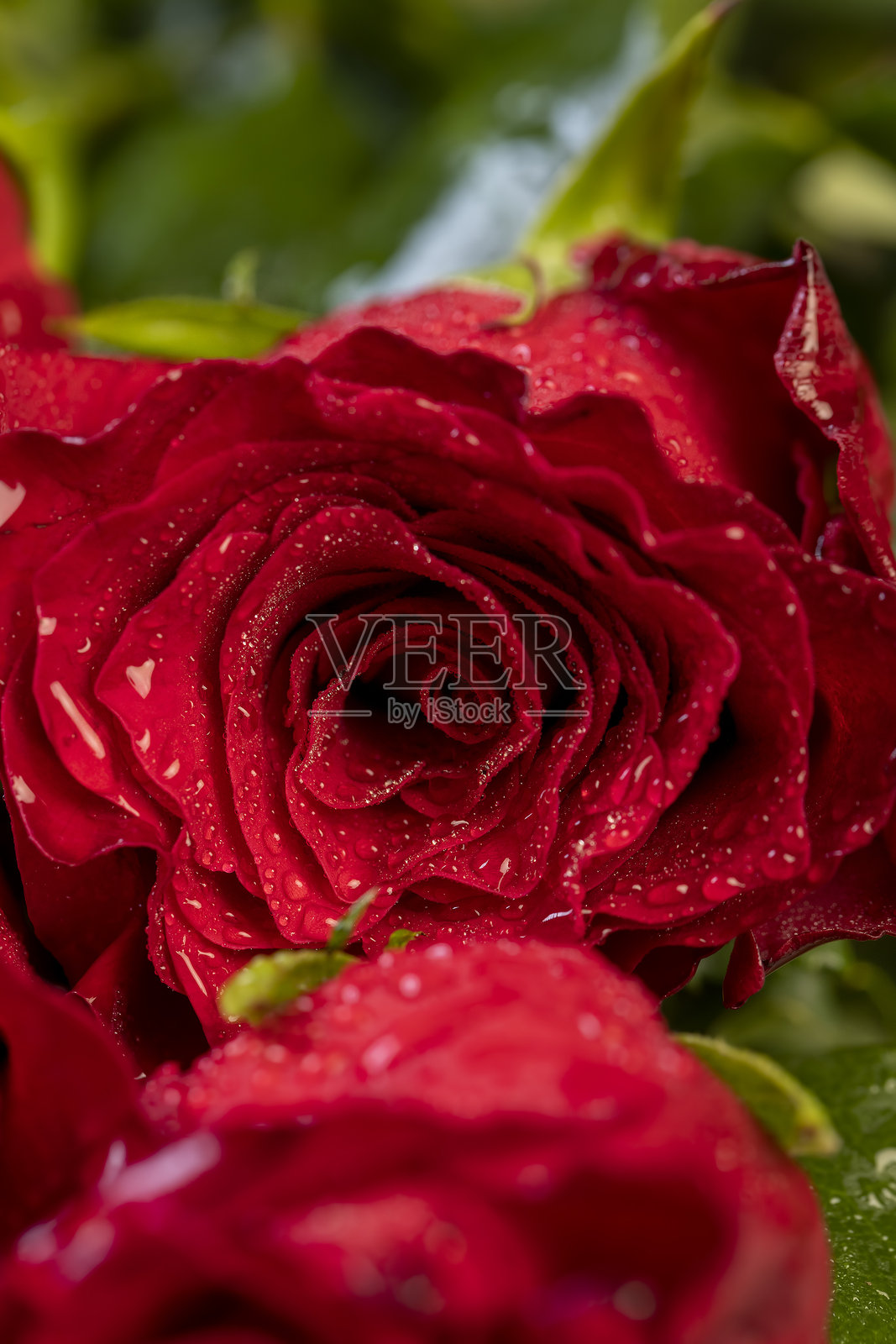 一束大型礼品花束中覆盖着水珠的玫瑰花,大量湿润的红玫瑰被收集在花束中用于赠送照片摄影图片