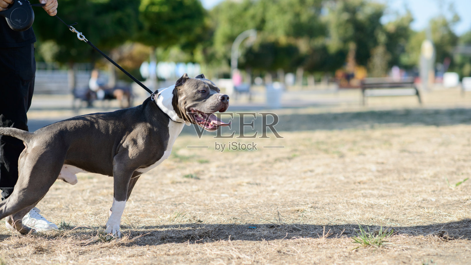 公园里,一条灰白色的比特犬正被牵着站立着照片摄影图片