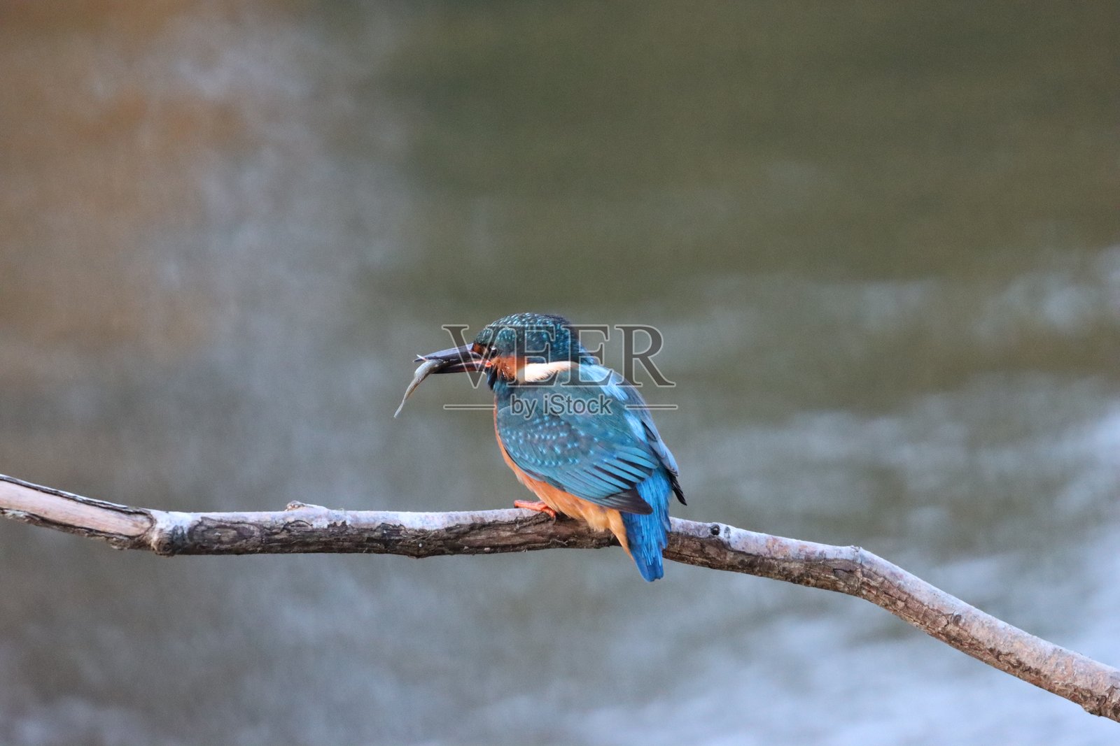 翠鸟在树枝上衔着鱼,俯视着池塘照片摄影图片