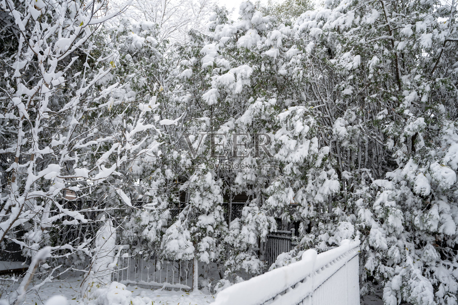 大雪过后,后院一片狼藉照片摄影图片