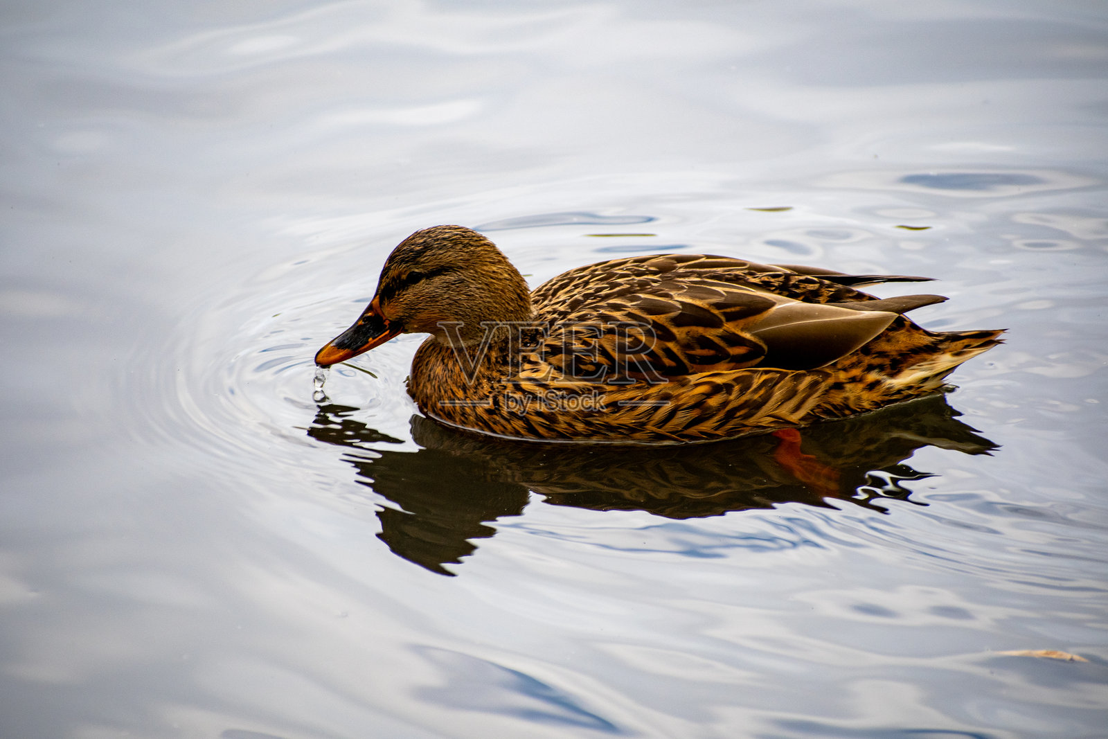 一只雌性绿头鸭在池塘的水面上划水。照片摄影图片