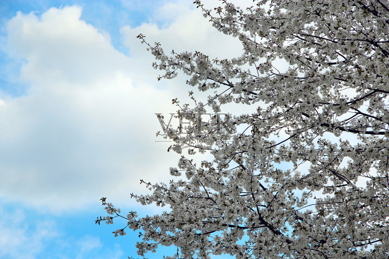 盛开的樱花树。白色的花朵。春日花园。照片摄影图片