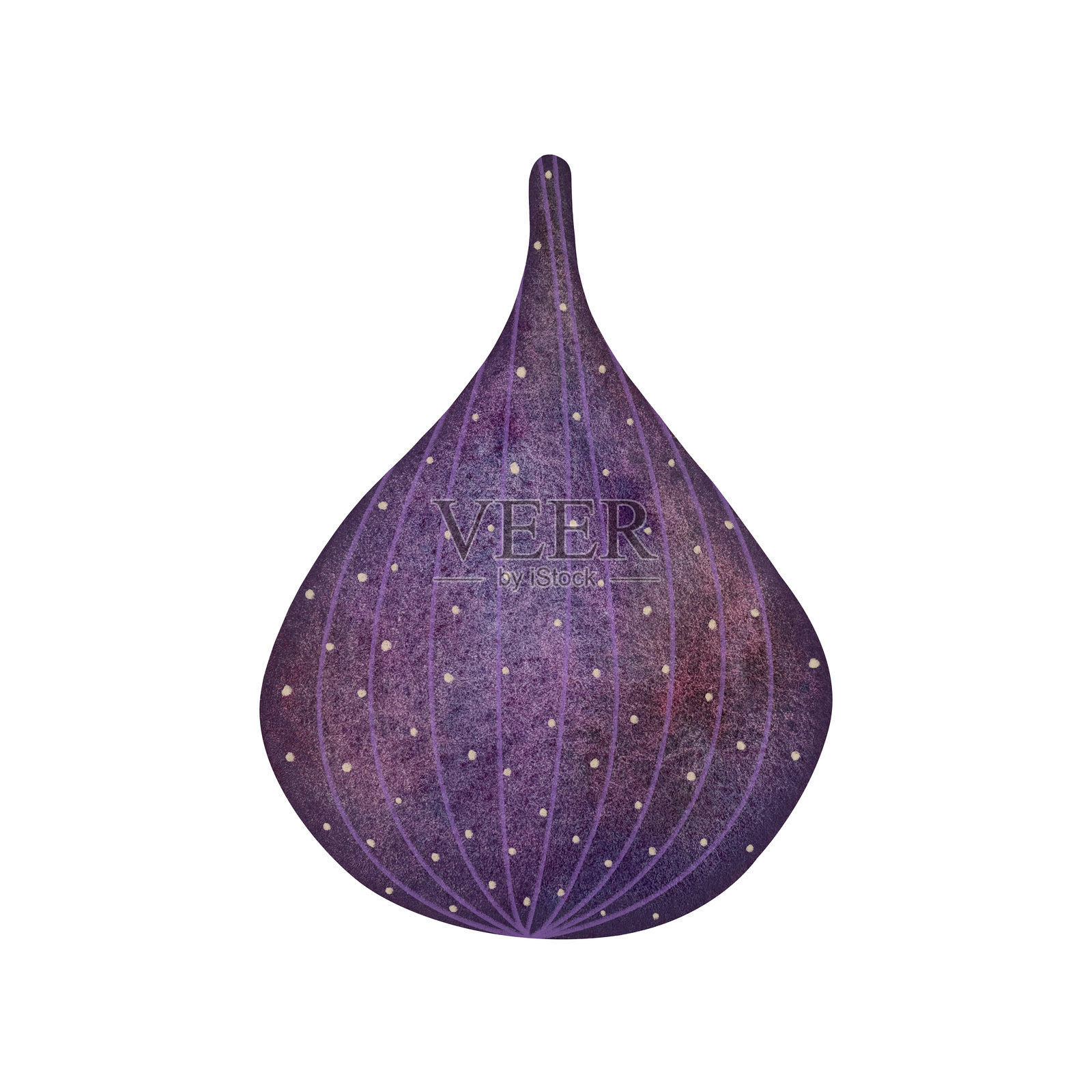 水彩无花果。单个成熟的无花果孤立在白色背景上。插画图片素材