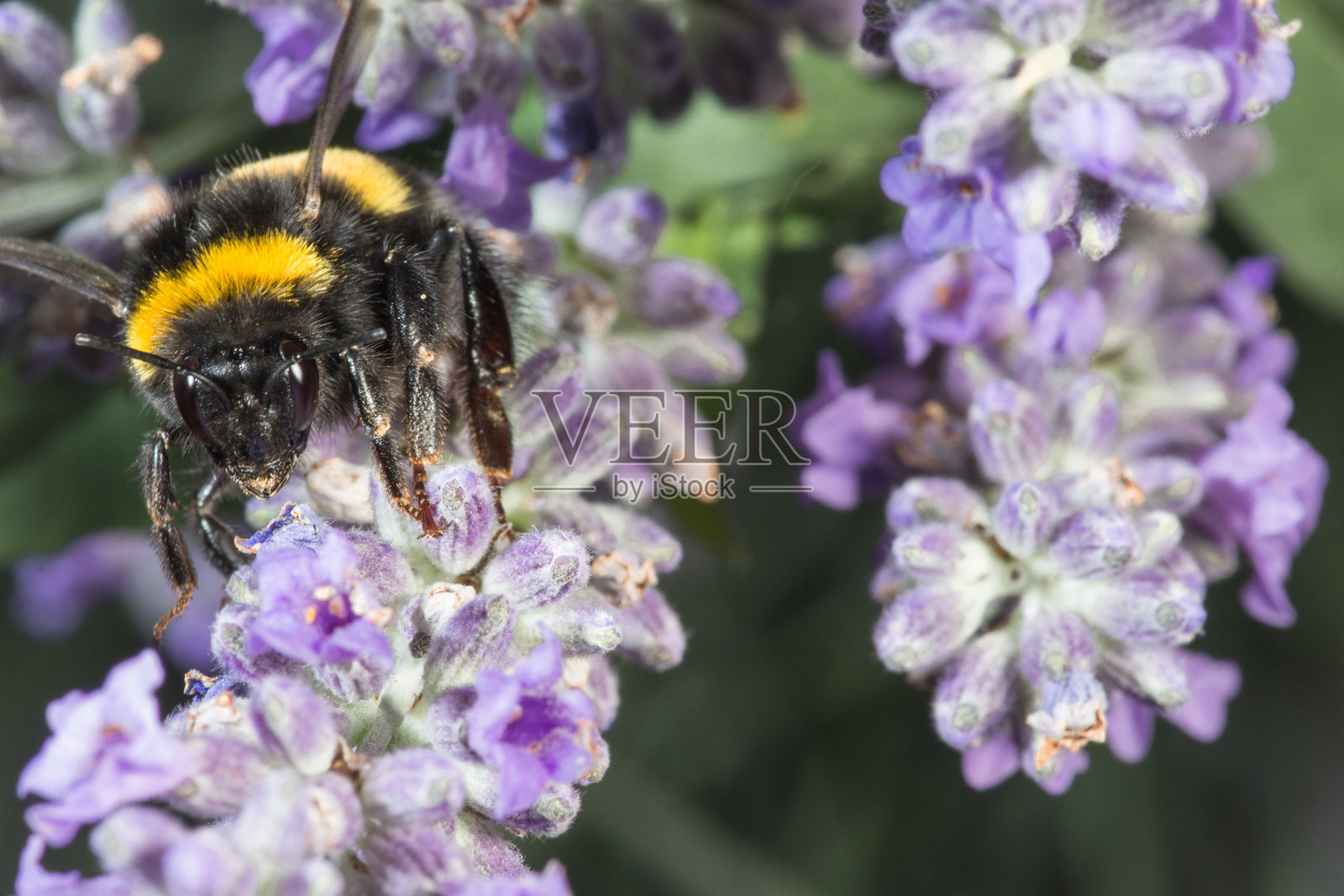 大黄蜂在薰衣草上采集花粉。照片摄影图片