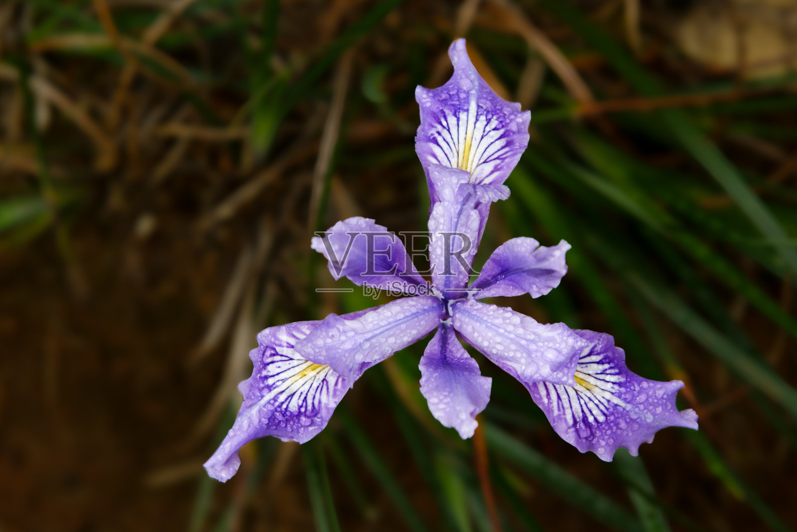 道格拉斯鸢尾花(Iris douglasiana)在北加州的自然栖息地,带有雨滴照片摄影图片