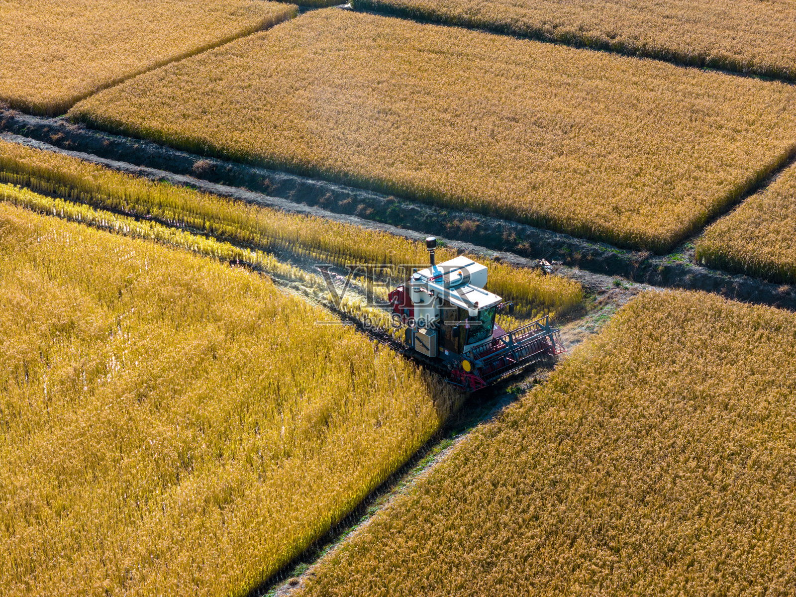 收割季节,金色稻田里联合收割机作业的航拍视角照片摄影图片