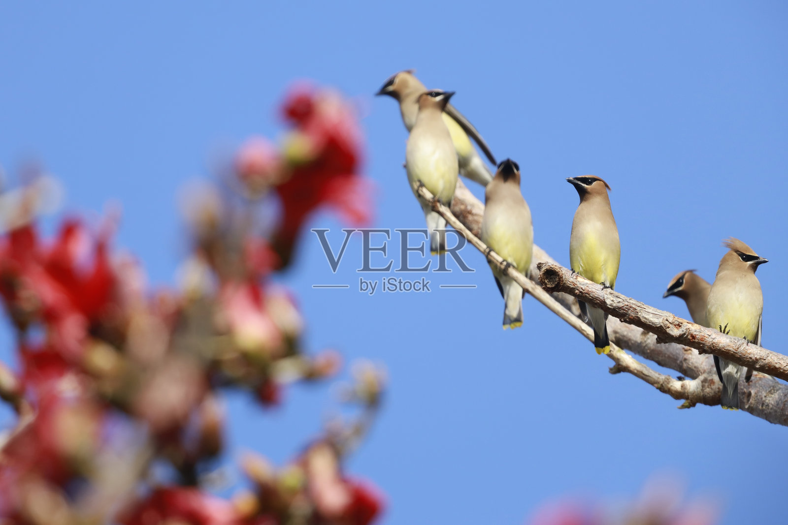 太平鸟照片摄影图片