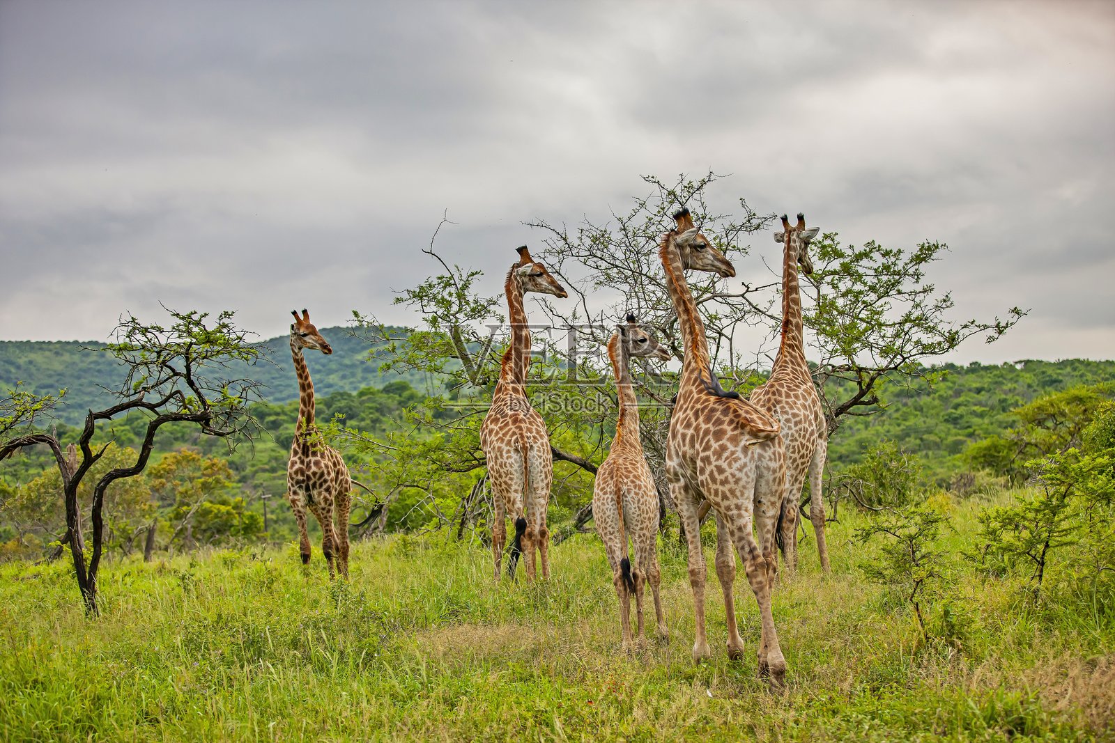 长颈鹿 (Giraffa)照片摄影图片