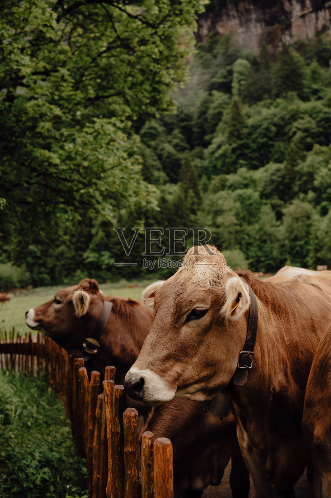 阿尔高阿尔卑斯山谷中,棕色奶牛在木栅栏后,特写镜头照片摄影图片