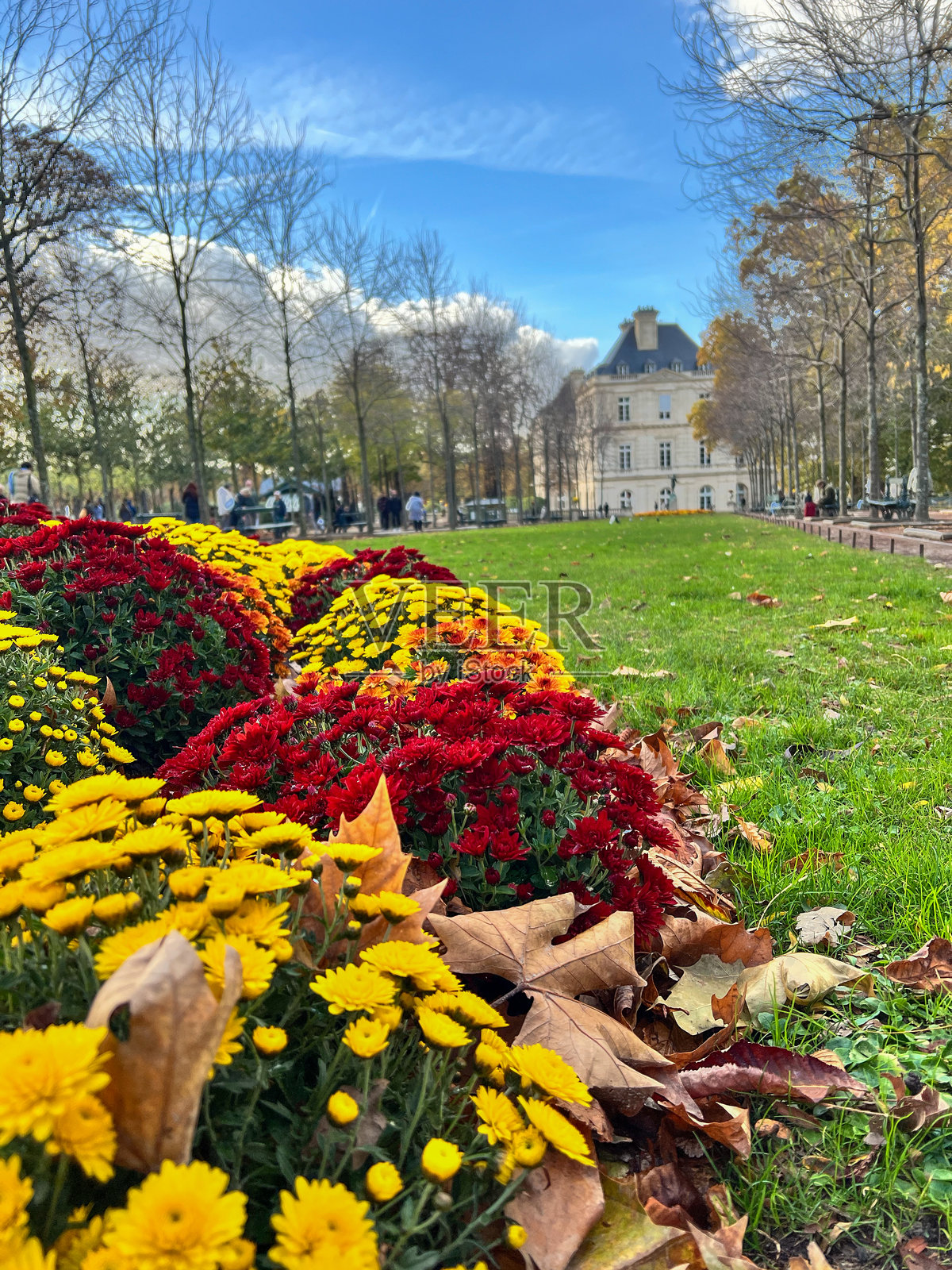 秋季盛开于巴黎的卢森堡公园菊花照片摄影图片