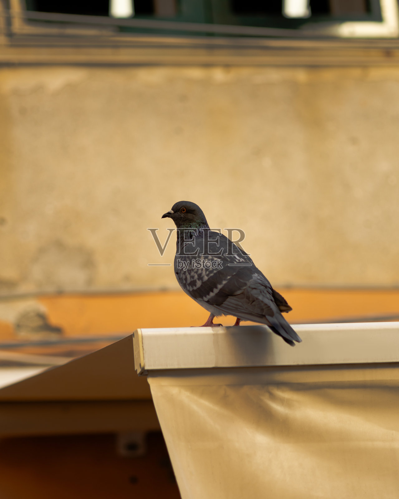 韦尔纳扎照片摄影图片