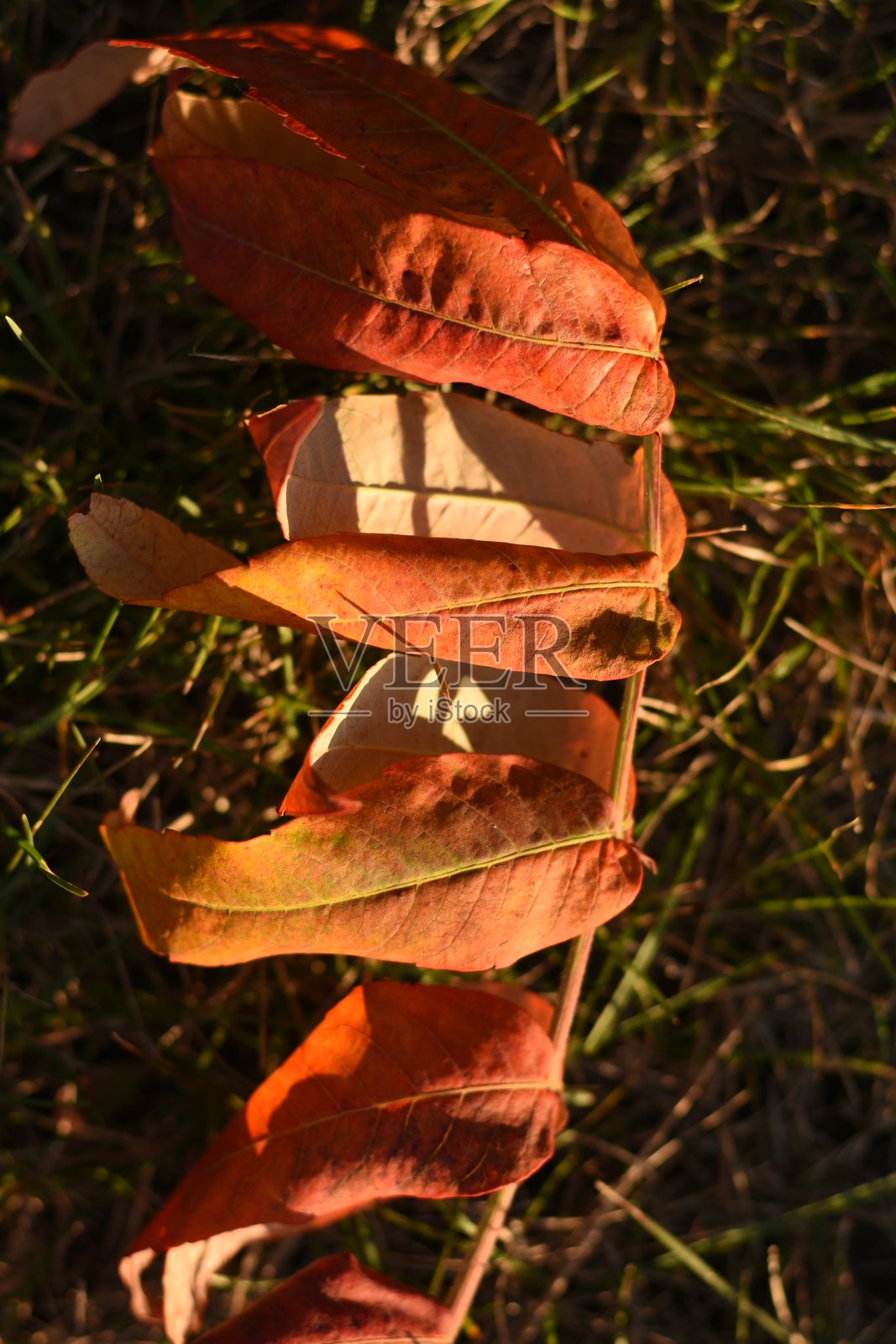 草地上的红叶树枝照片摄影图片