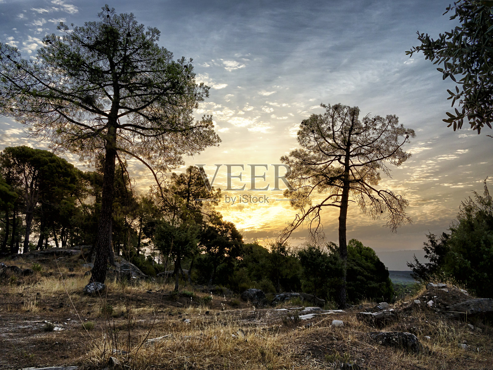松树林中的日出照片摄影图片