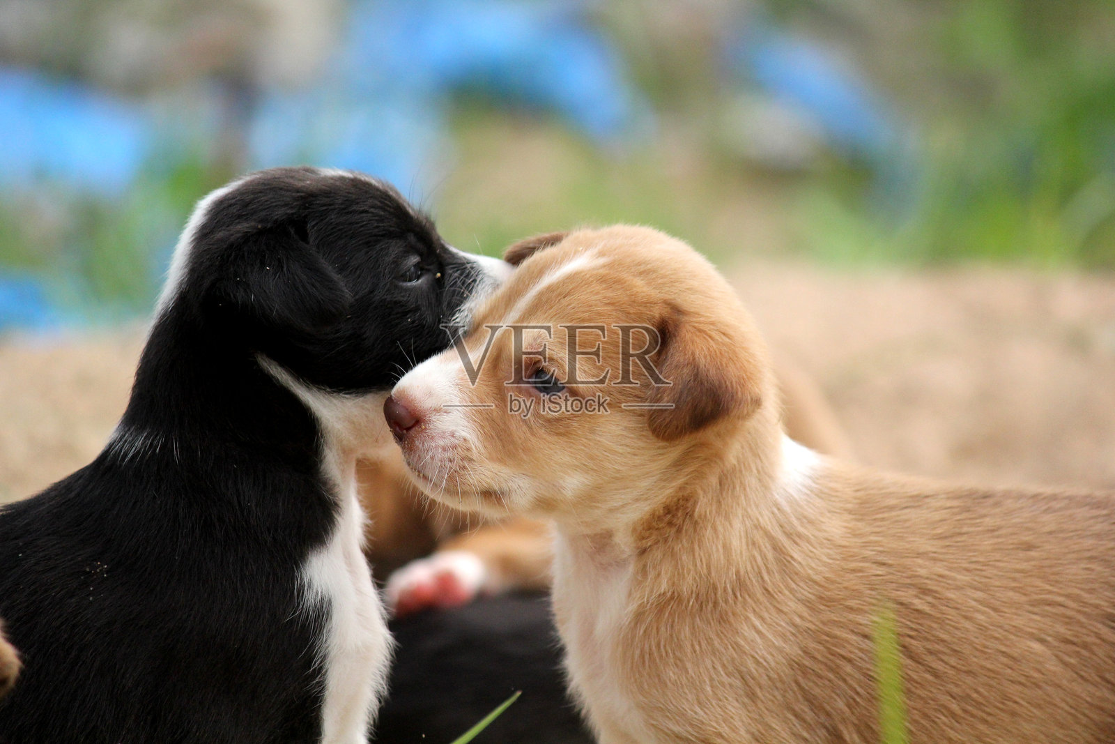 可爱的幼犬在户外玩耍并互相舔舐照片摄影图片