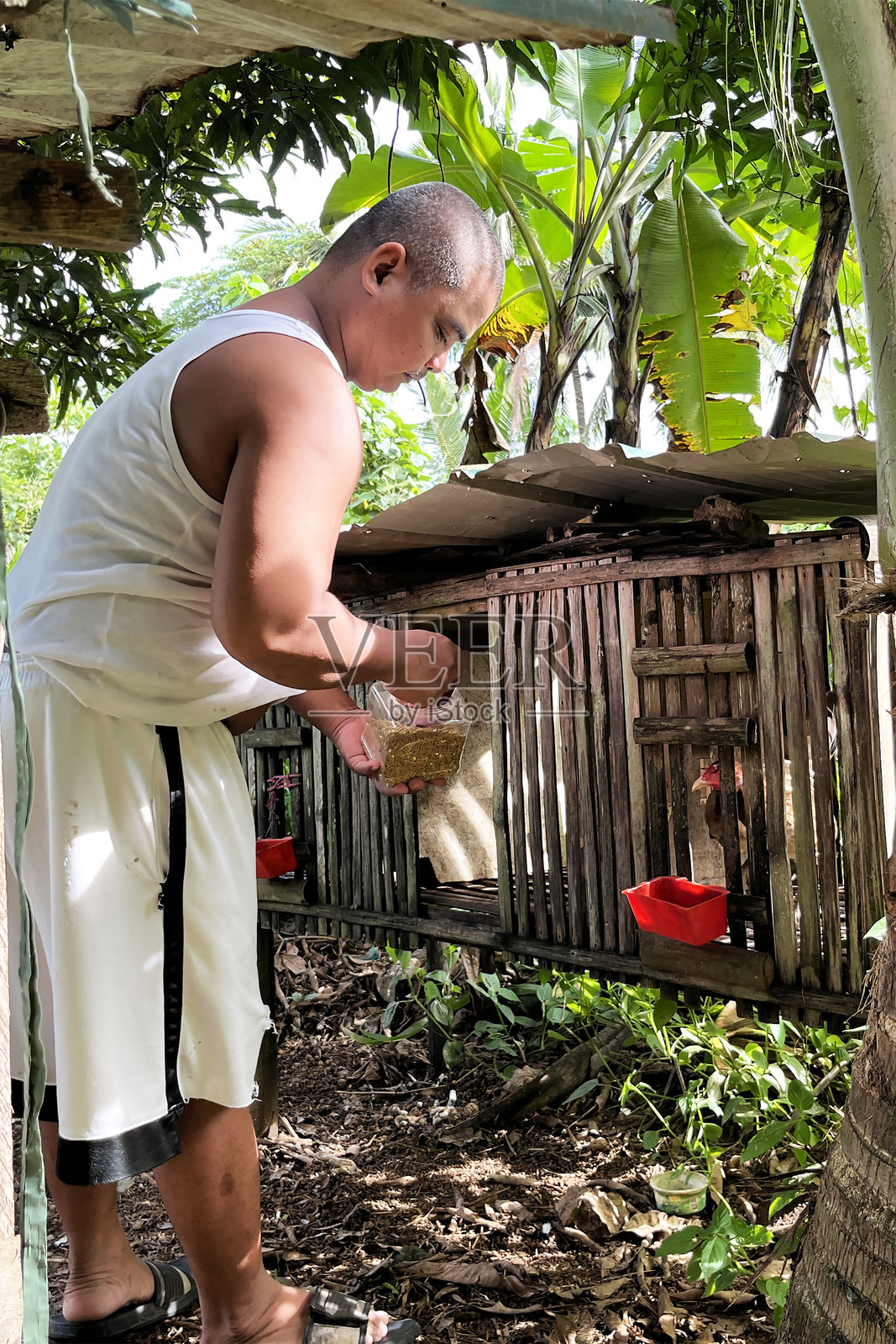 一位亚洲男子在他的农场用竹笼喂鸡照片摄影图片