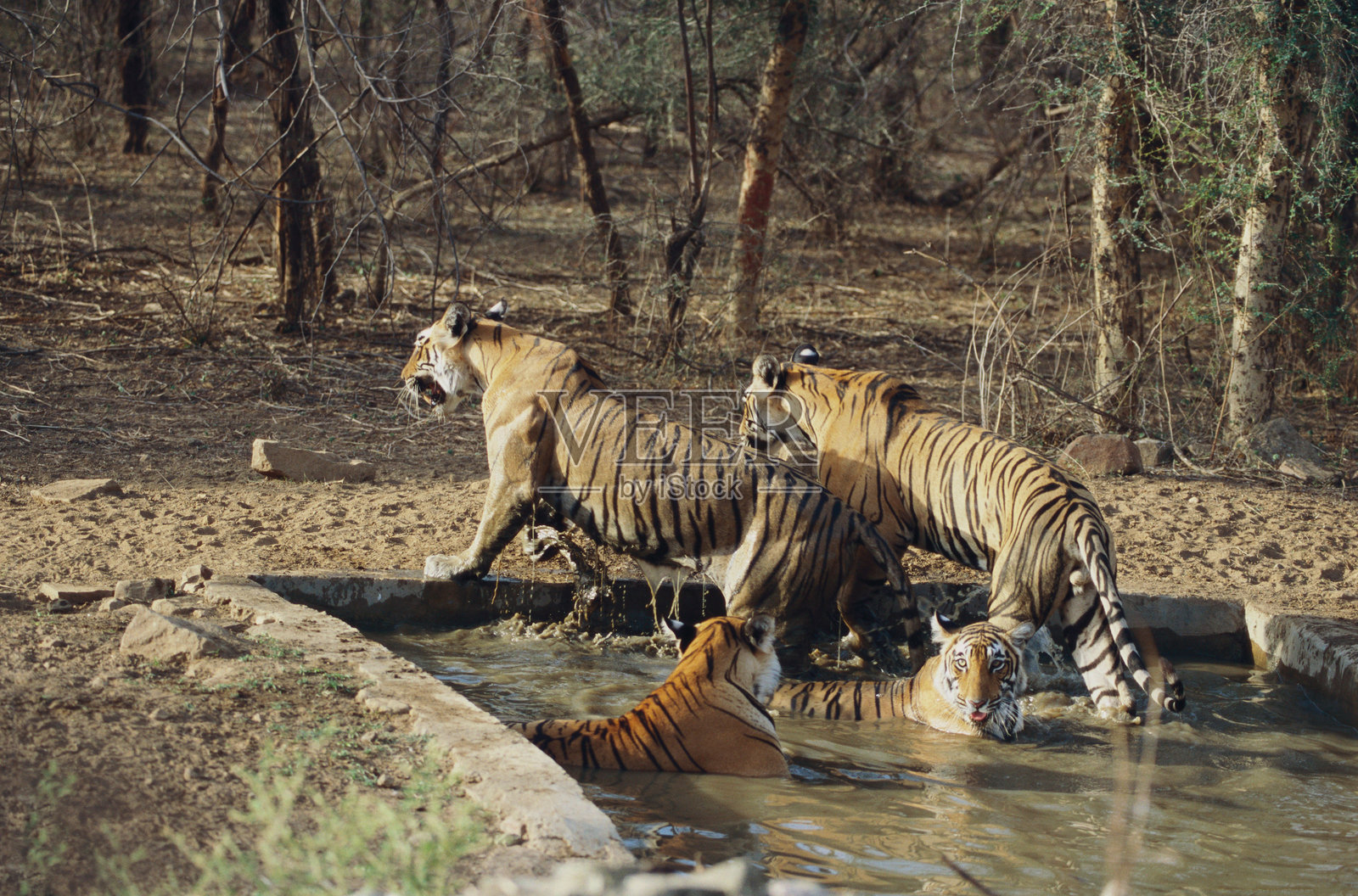 孟加拉虎在水坑中,兰泰姆波尔野生动物保护区,拉贾斯坦邦,印度照片摄影图片