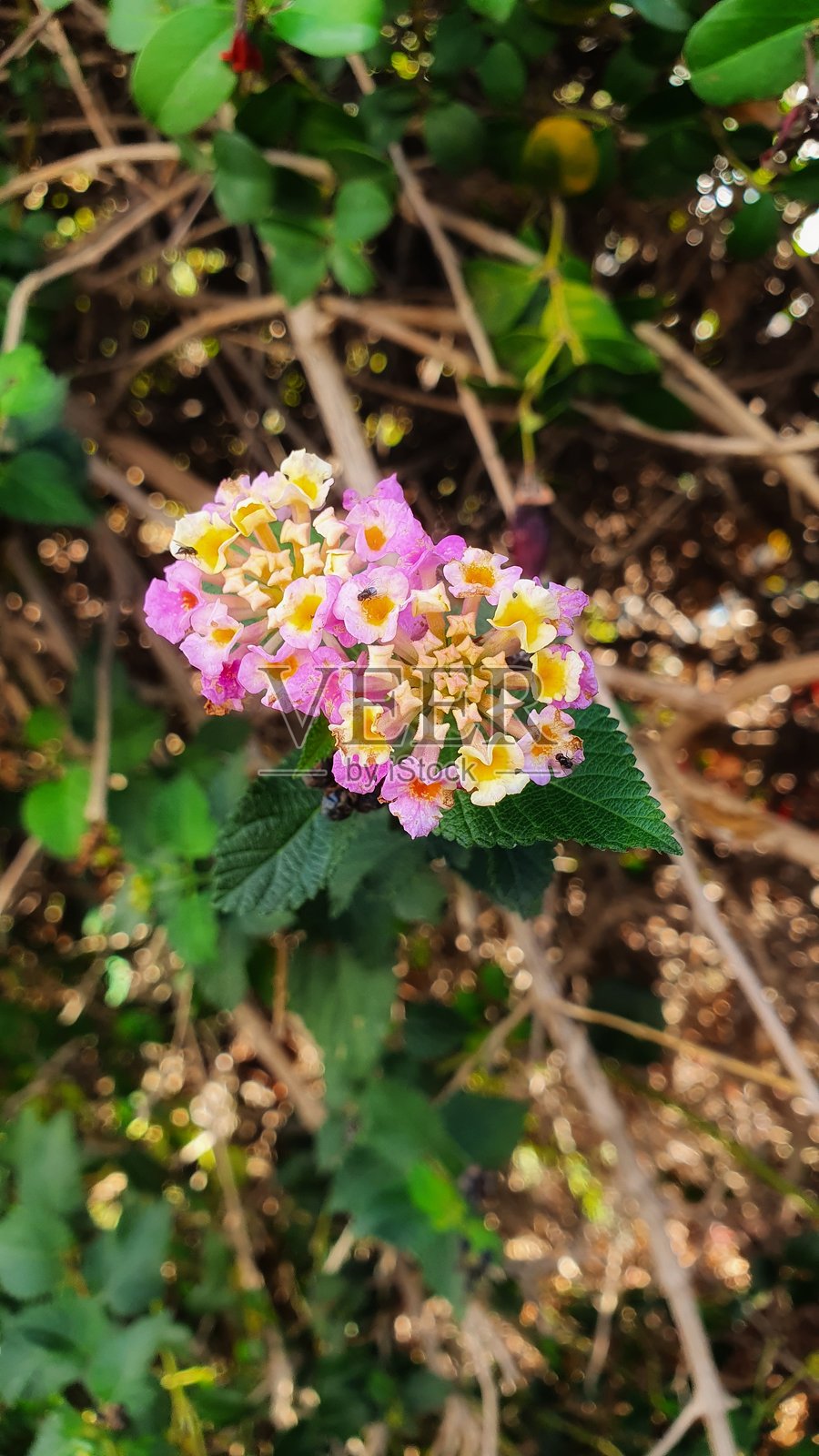 最喜欢的花园照片摄影图片