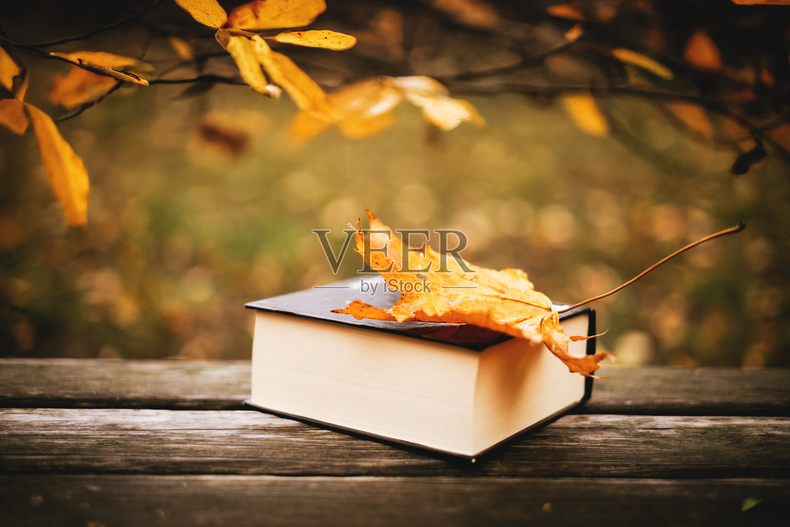 公园木桌上的书和飘落的秋叶照片摄影图片