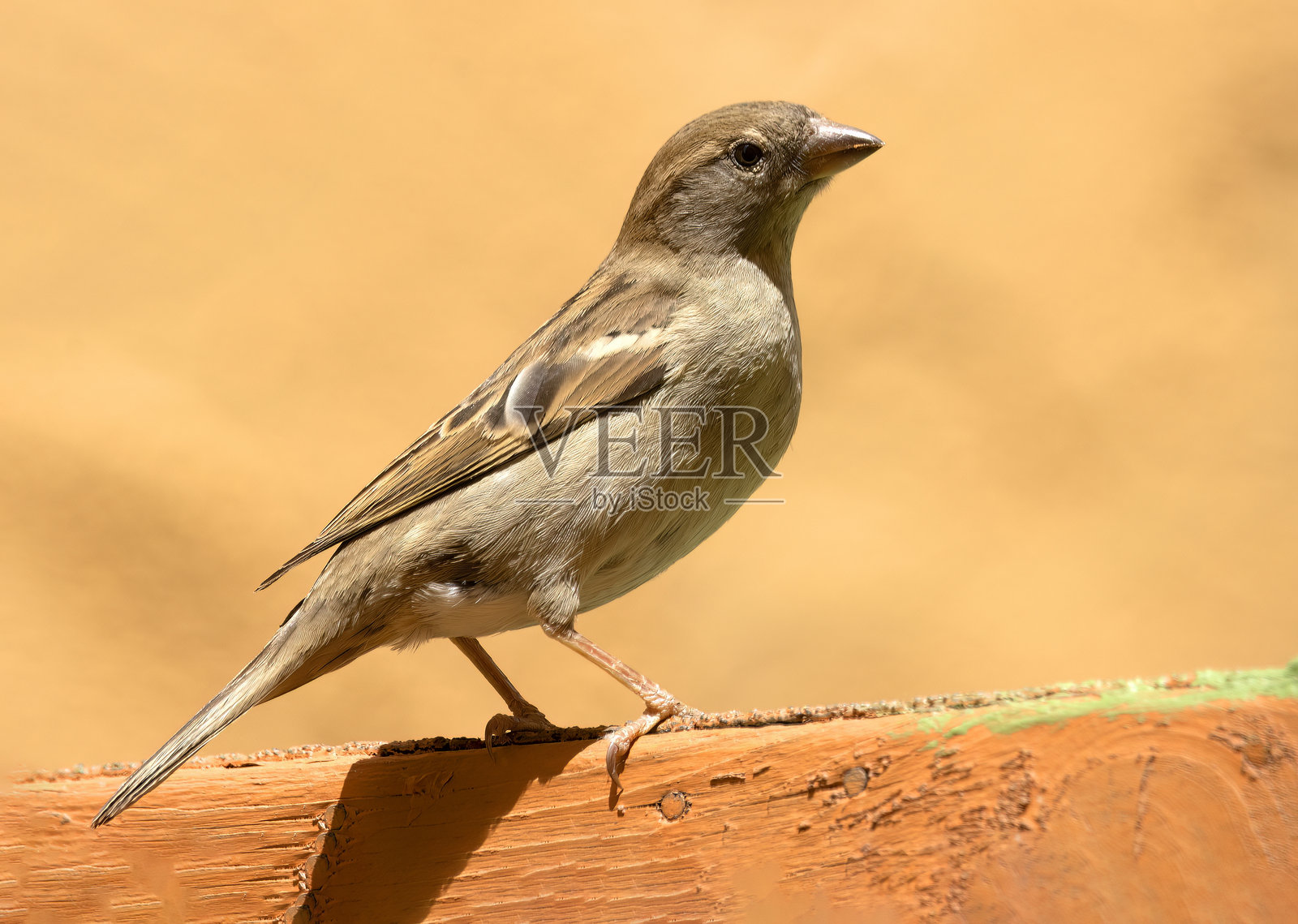侧面肖像:一只雌性家麻雀栖息在风化木上照片摄影图片