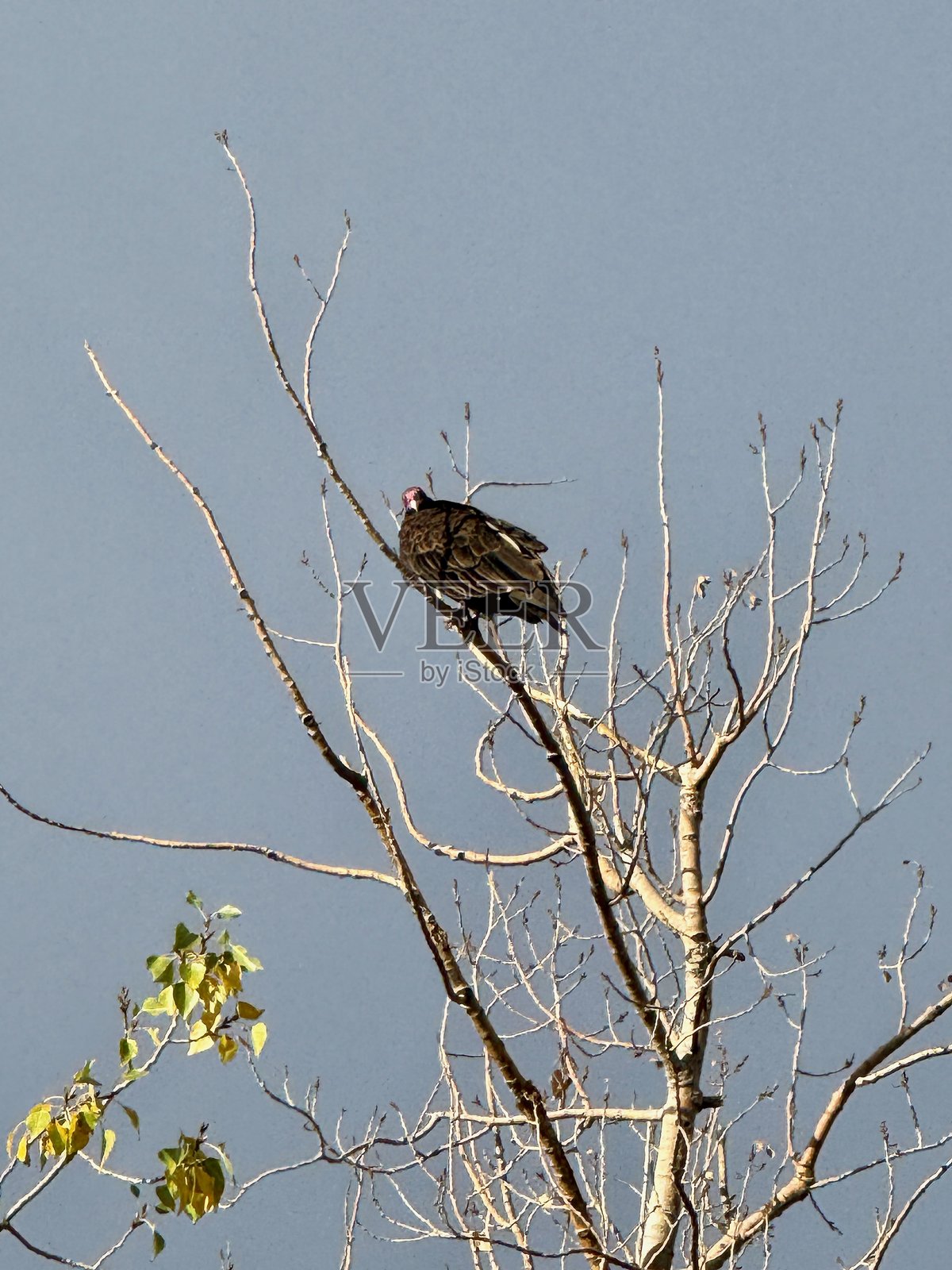 树上的火鸡秃鹫_6照片摄影图片