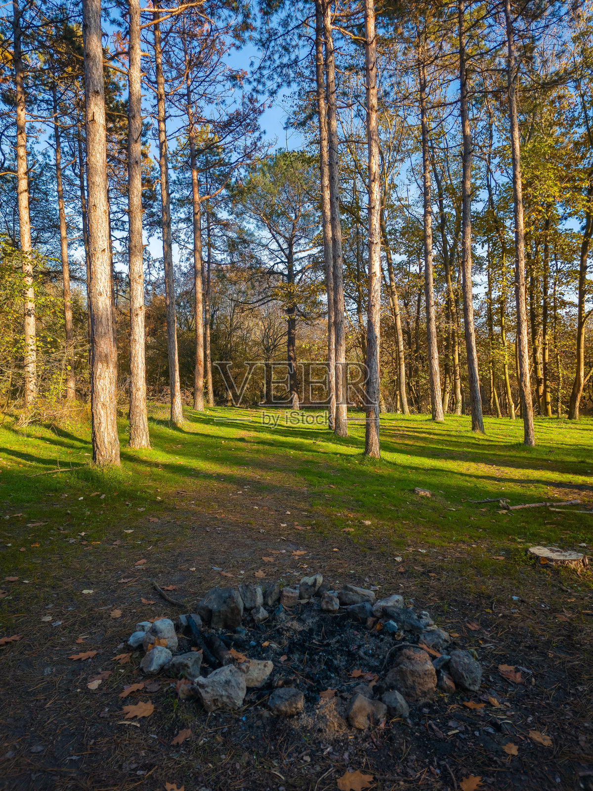 秋季森林景观,阳光穿过高大的树木,金色树叶在日落光辉中闪耀照片摄影图片