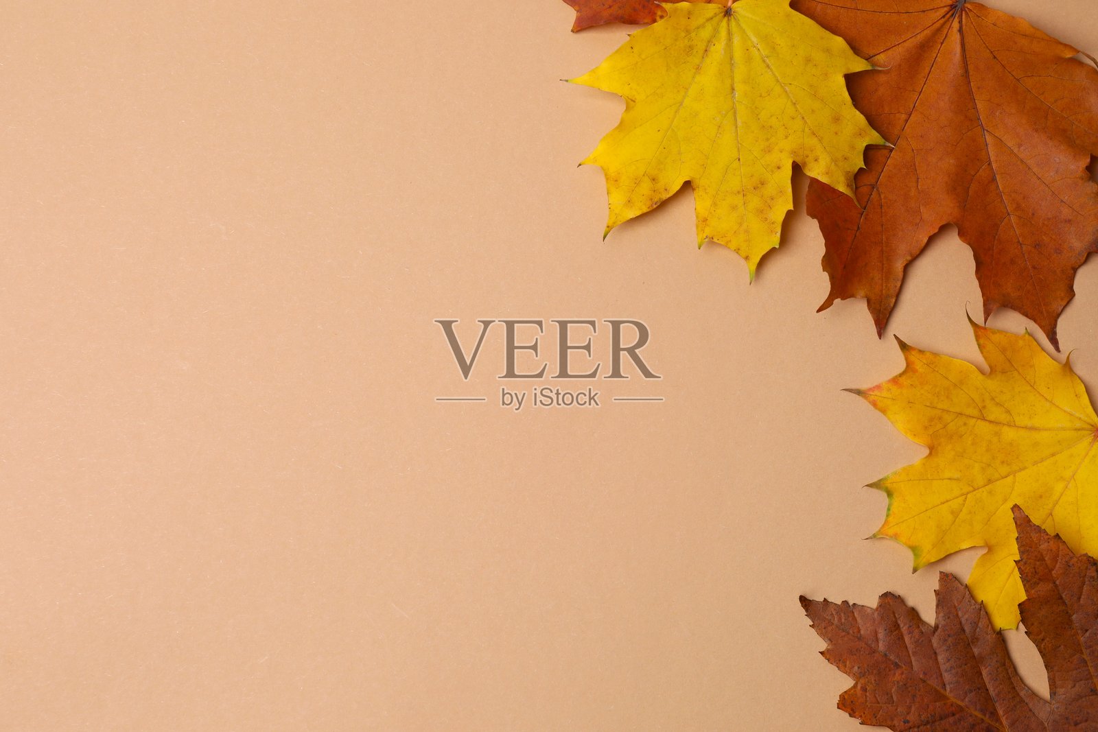 秋季的明亮边框,背景有落叶照片摄影图片