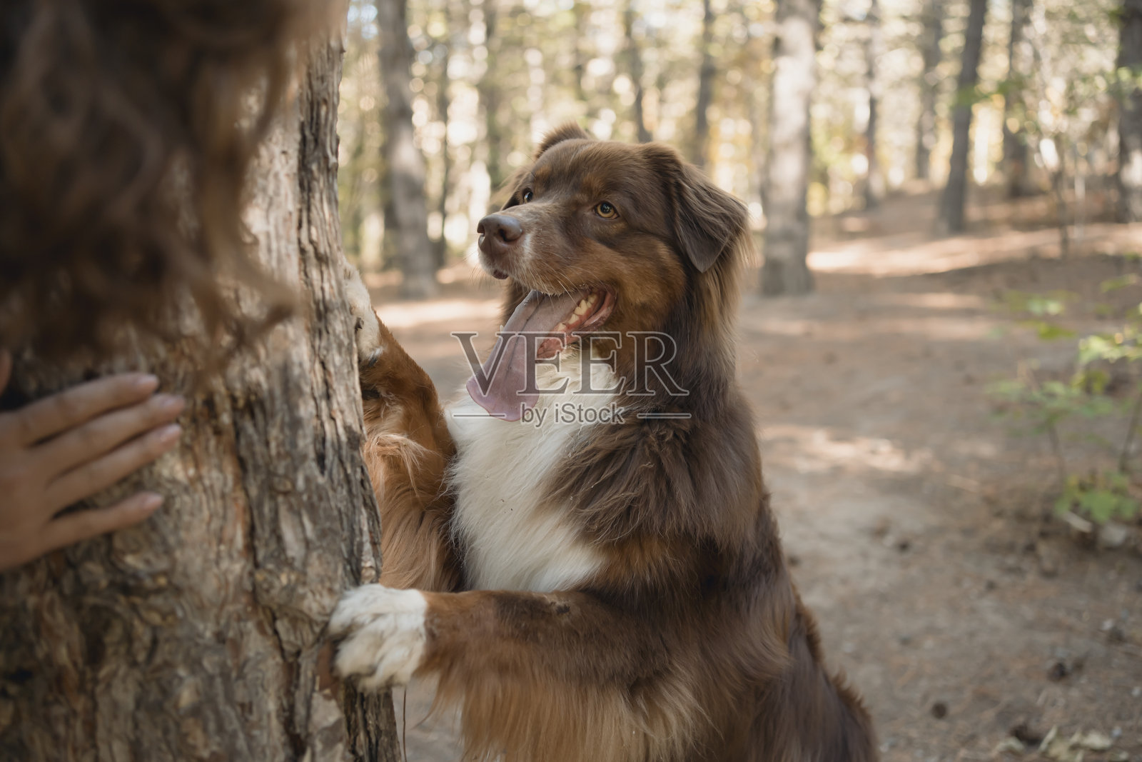 卷发女子在森林中散步时与澳大利亚牧羊犬玩耍照片摄影图片