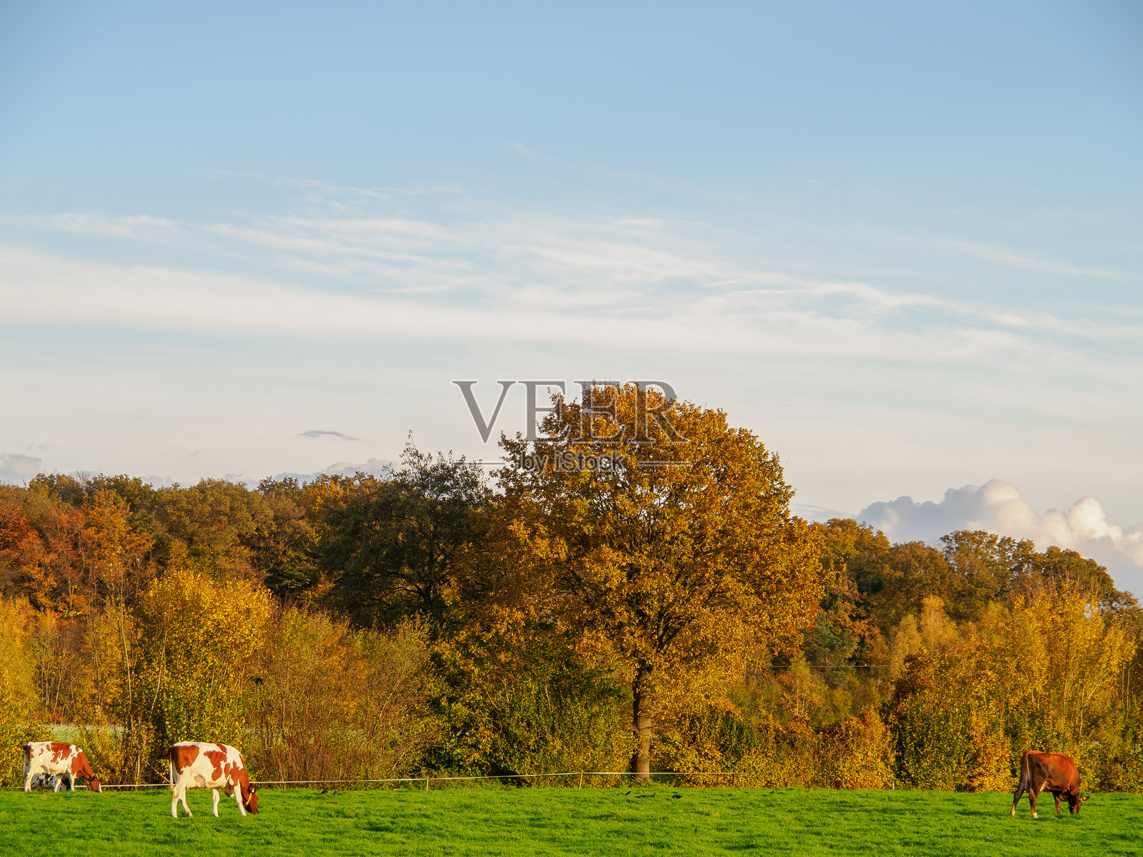 博肯附近明斯特兰西部阳光明媚的秋日照片摄影图片