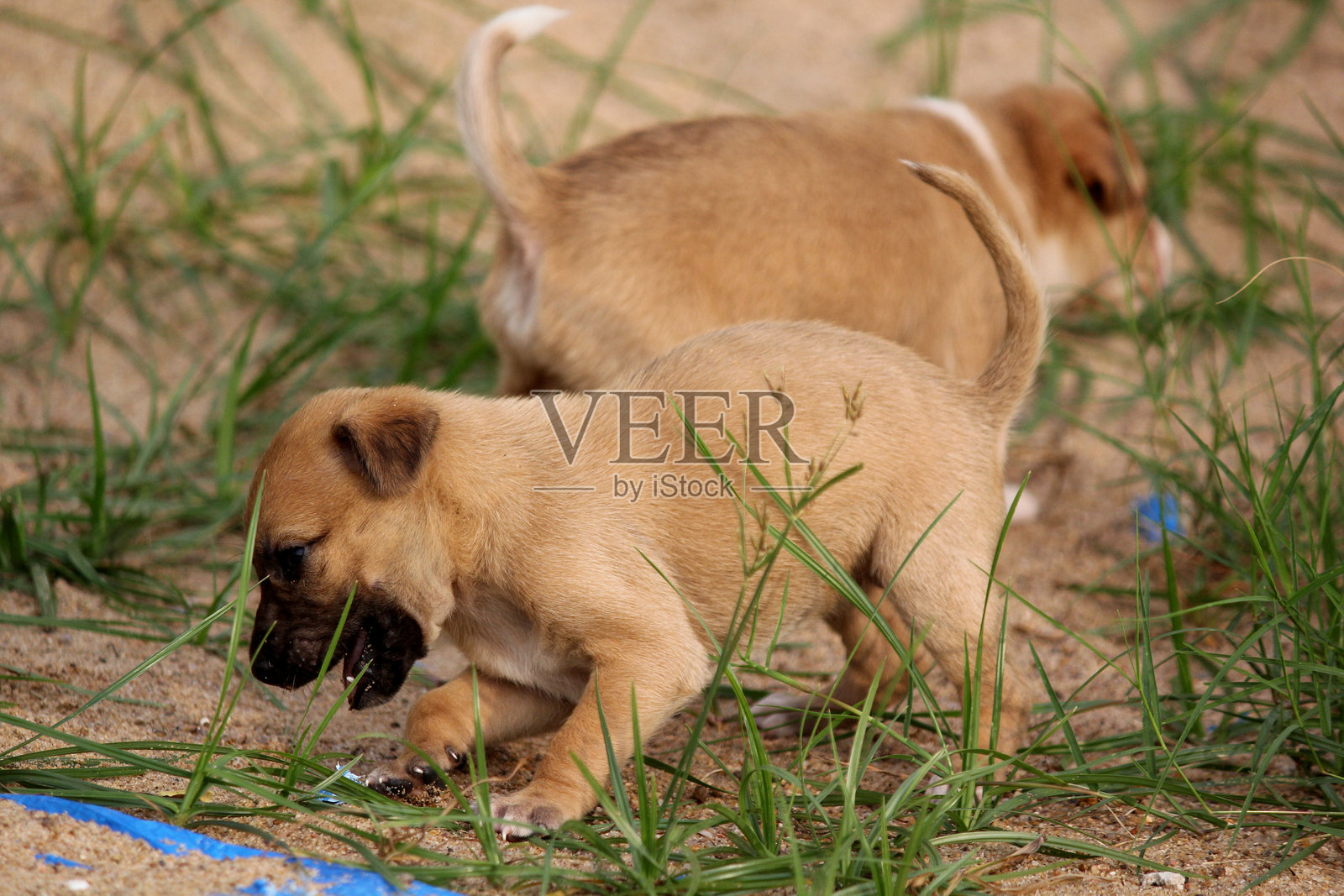 可爱棕色小狗在户外沙滩上行走照片摄影图片