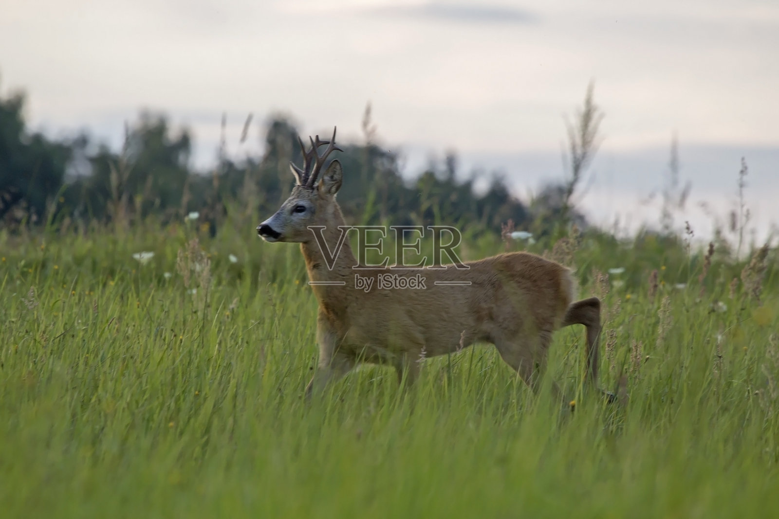 绿色的草地上有一只美丽的狍子。照片摄影图片