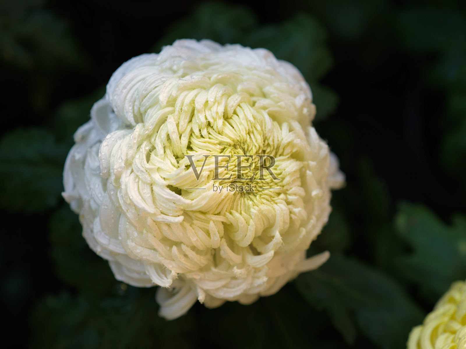 带露珠的白色菊花照片摄影图片