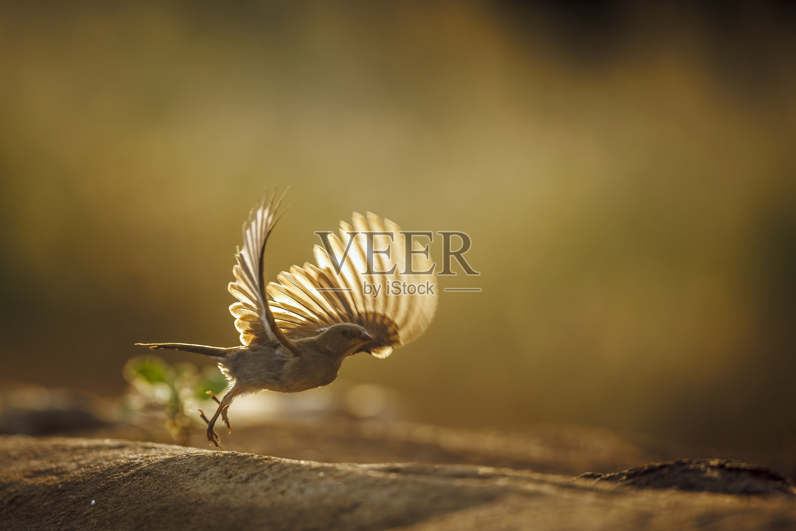 南非克鲁格国家公园的南方灰头麻雀照片摄影图片