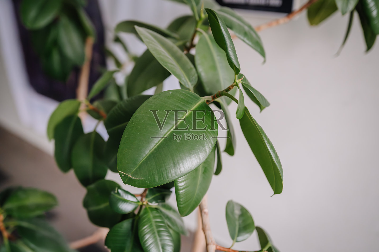 室内植物郁郁葱葱的绿色叶子,表面光泽,纹理精美,营造出充满活力的室内氛围,并增强了生活空间的自然装饰。照片摄影图片