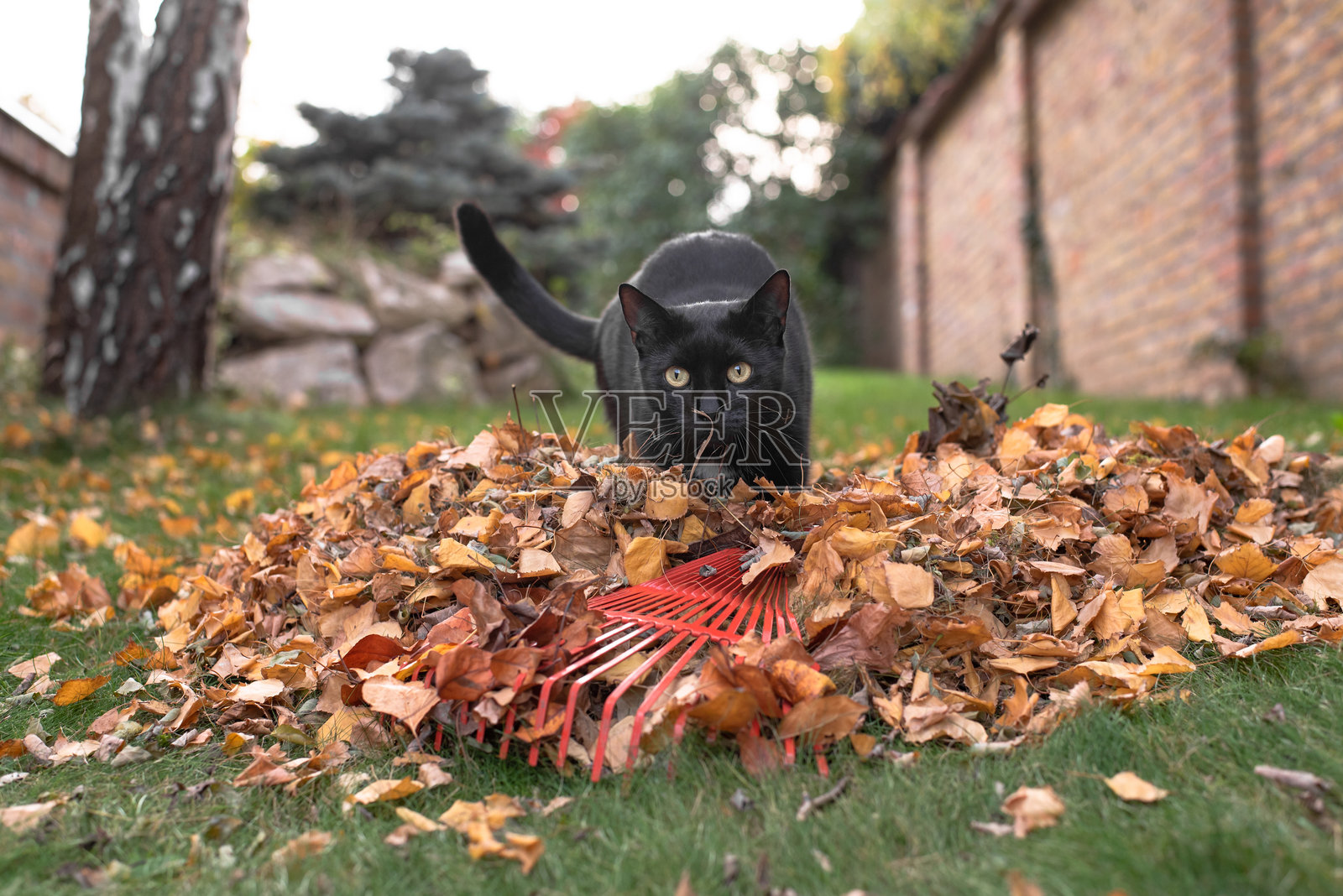 秋季花园劳作,用耙子清理落叶,旁边有一只黑猫照片摄影图片