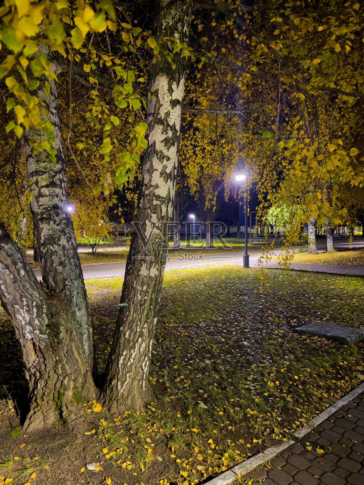 公园里有一棵长满叶子的树照片摄影图片