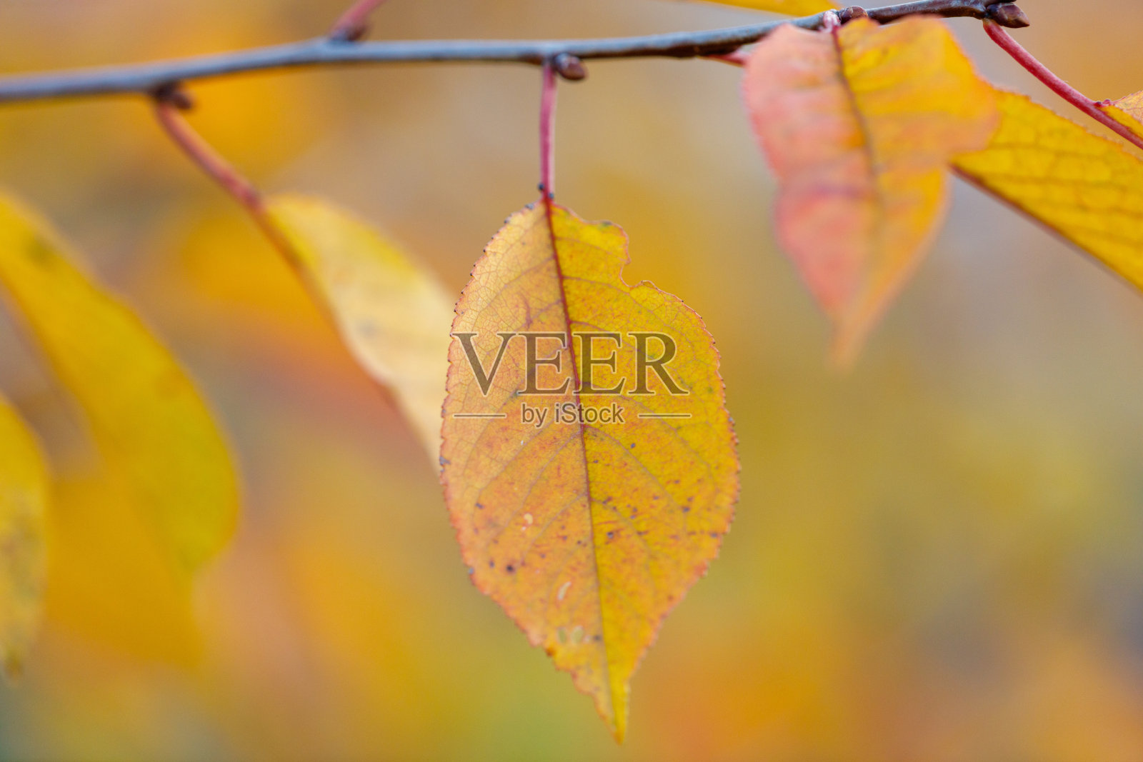 一片叶子在树枝上照片摄影图片