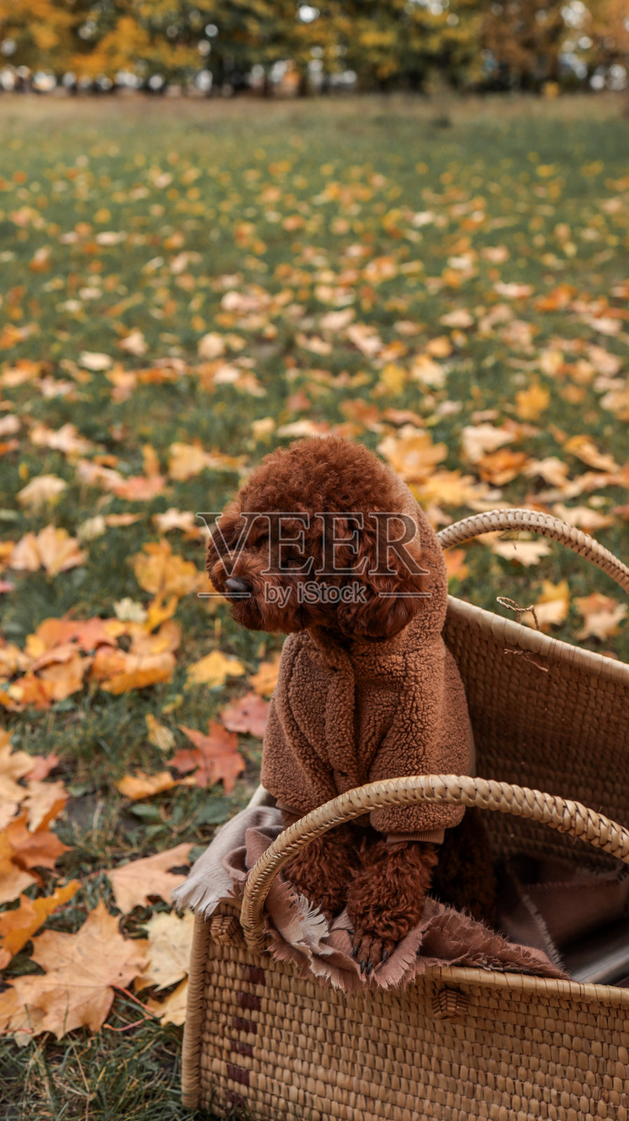 一只可爱的小狗在舒适的篮子里,享受着美丽的秋日时光照片摄影图片