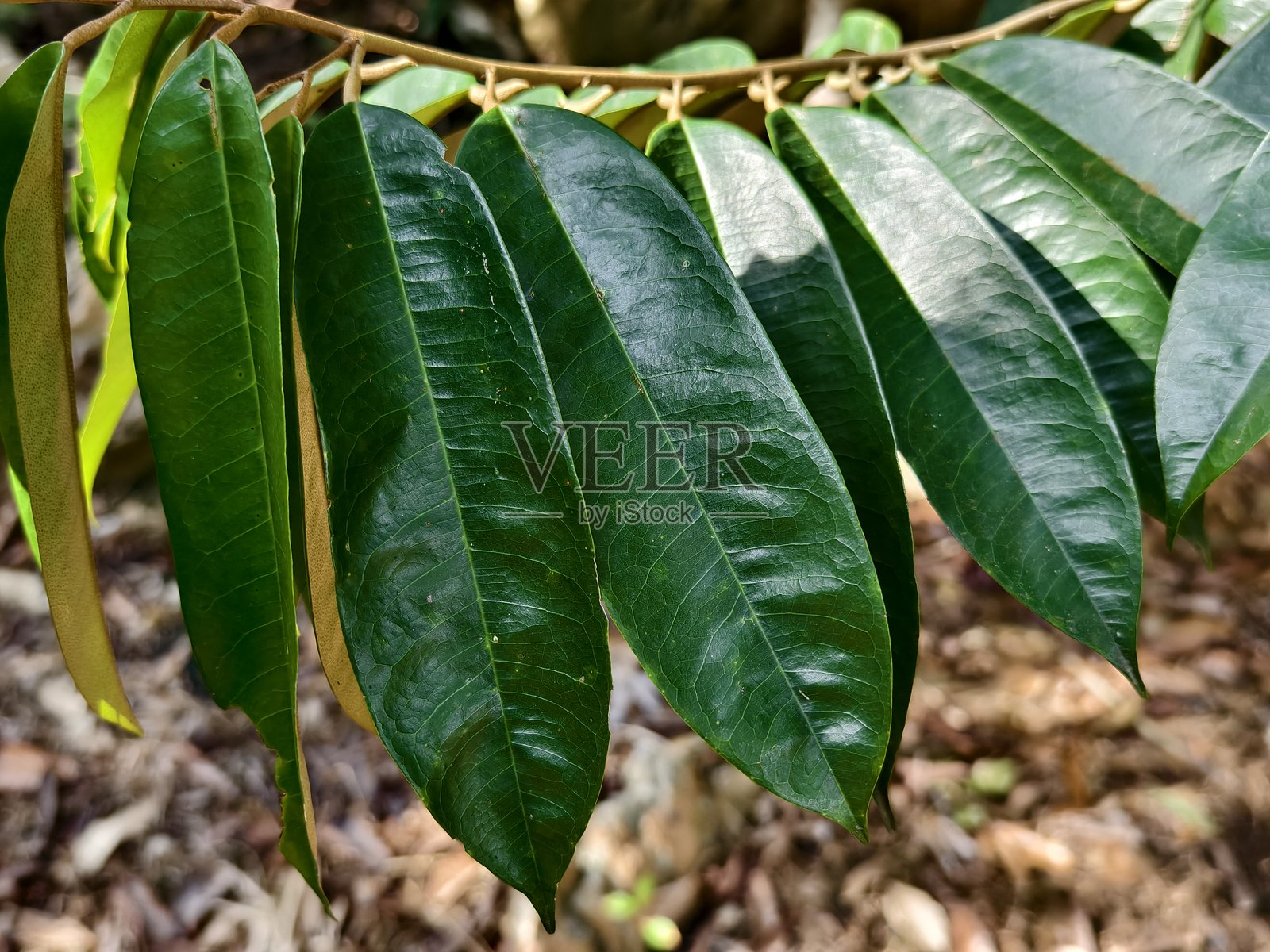 榴莲嫩叶特写照片摄影图片